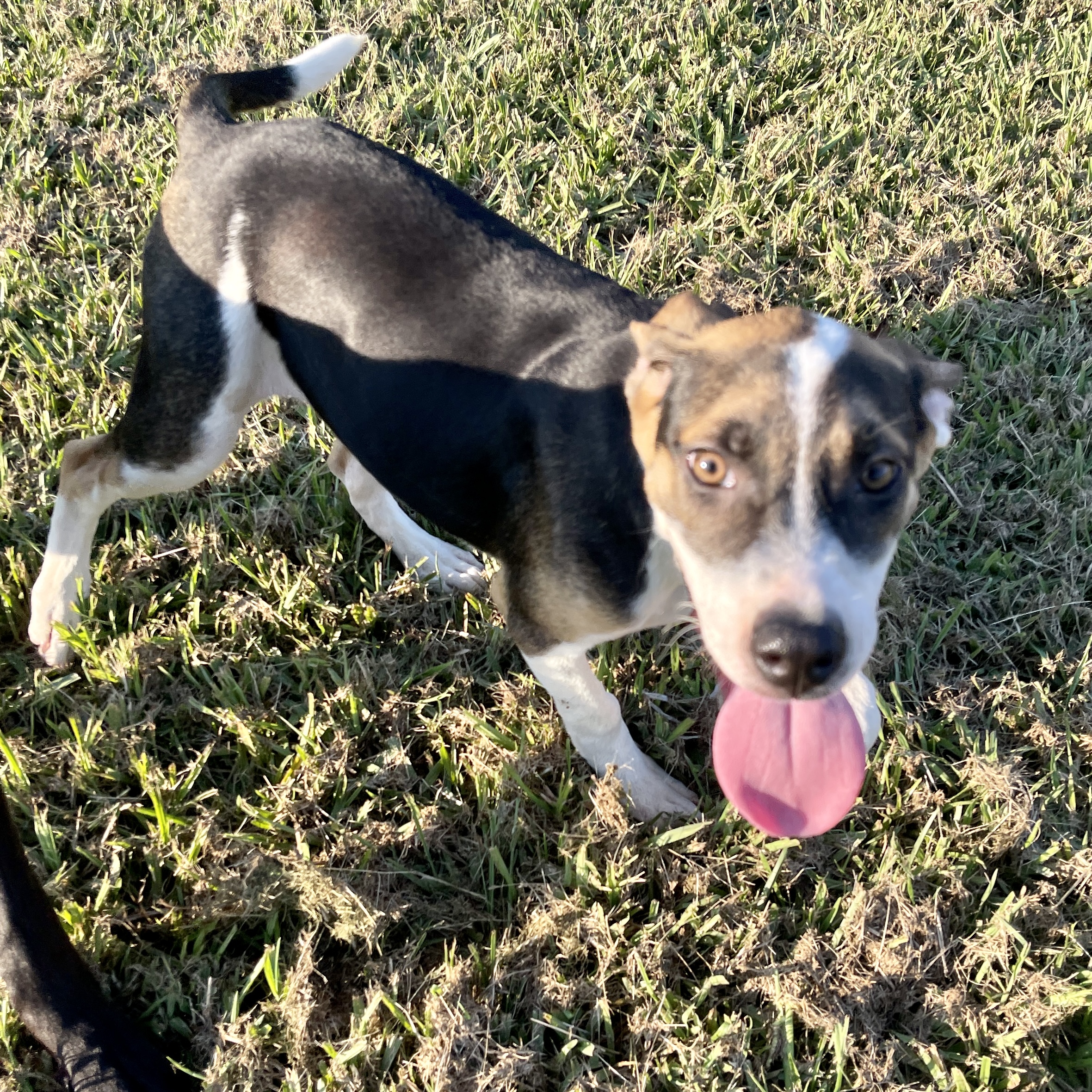Blast, Adoptable, Adult Female Labrador Retriever & Jack Russell Terrier.