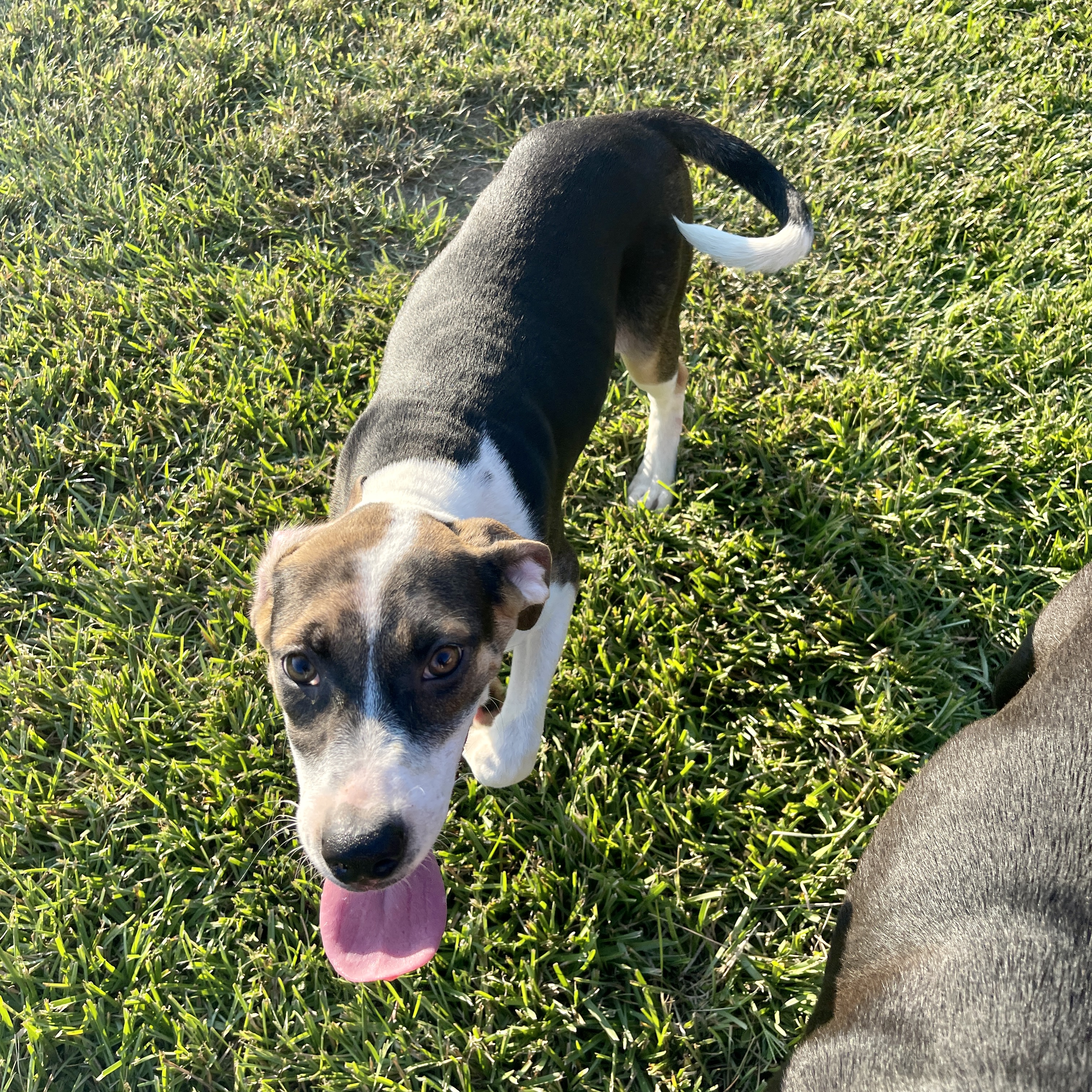 Blast, a Adoptable mixed breed in Sharon, VT image 6/6