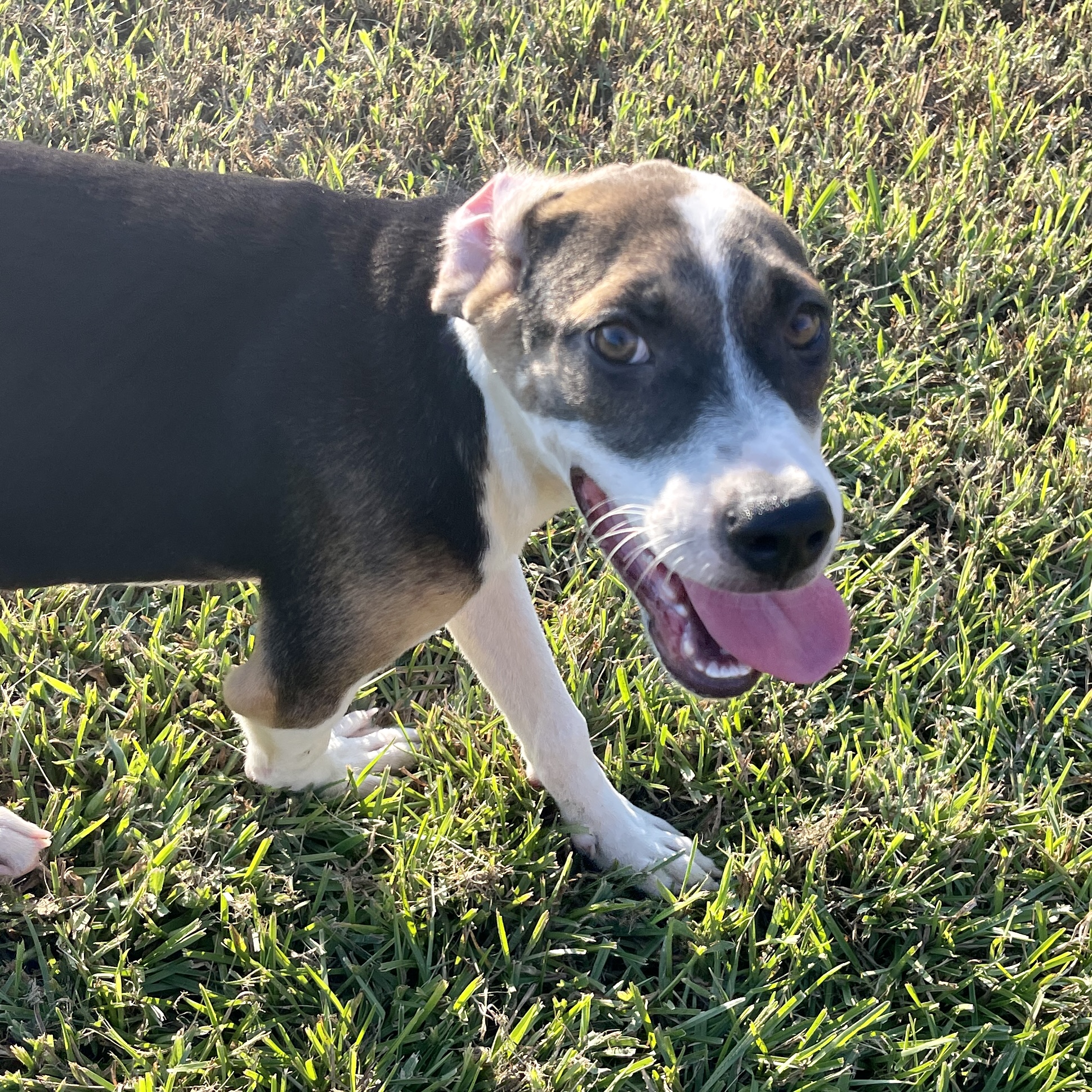 Blast, a Adoptable mixed breed in Sharon, VT image 2/6