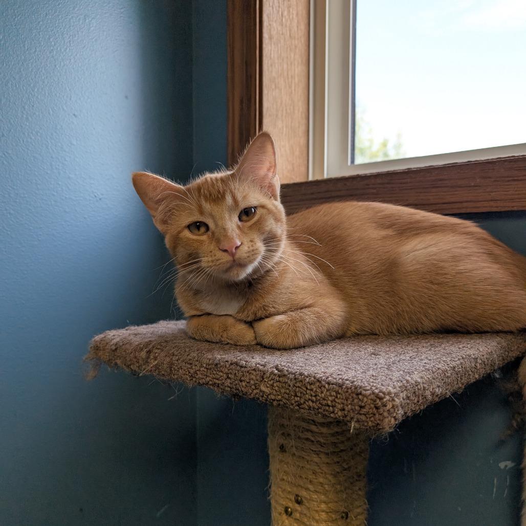 Arthur, Adoptable, Young Male Domestic Short Hair.
