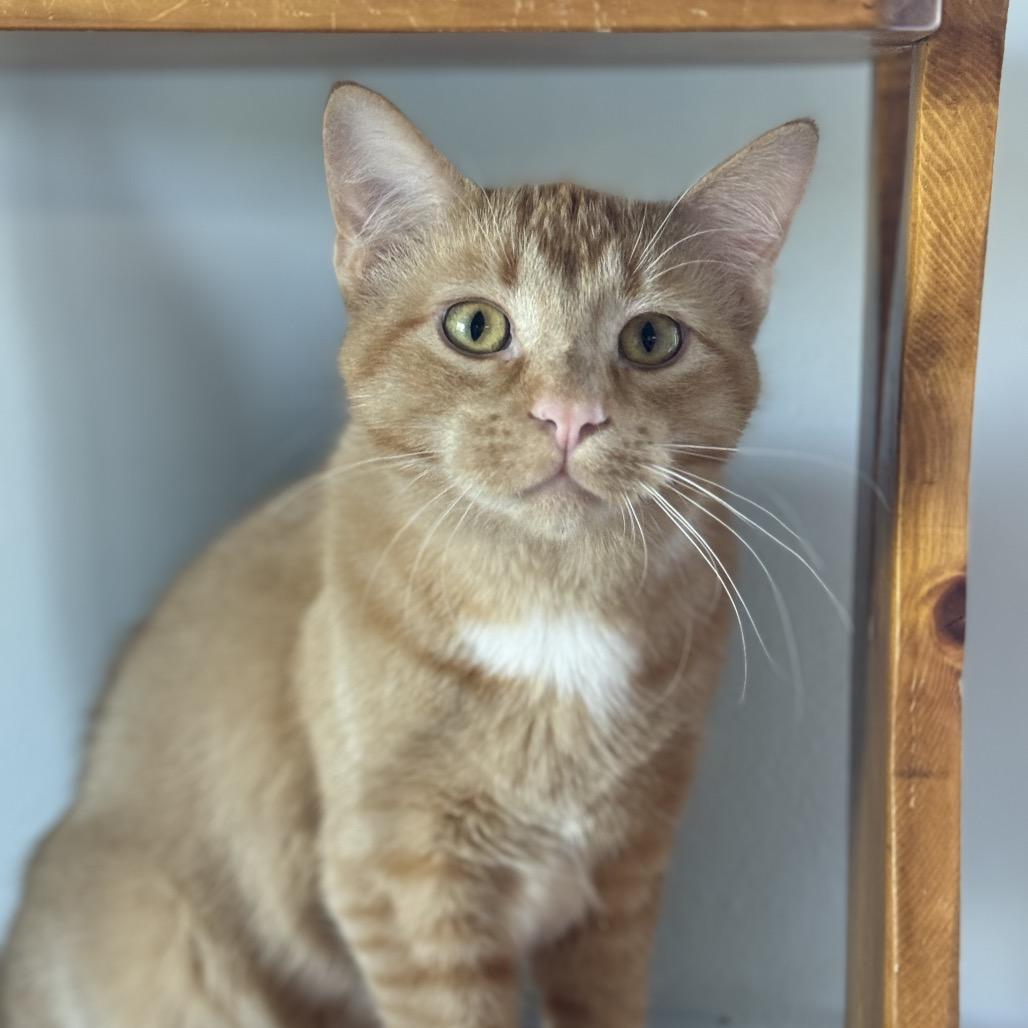 Enlarge Arthur, a Adoptable Domestic Short Hair in Milford, IA image 1/4