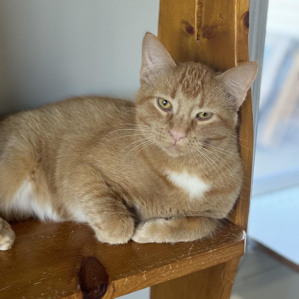 Enlarge Arthur, a Adoptable Domestic Short Hair in Milford, IA image 3/4