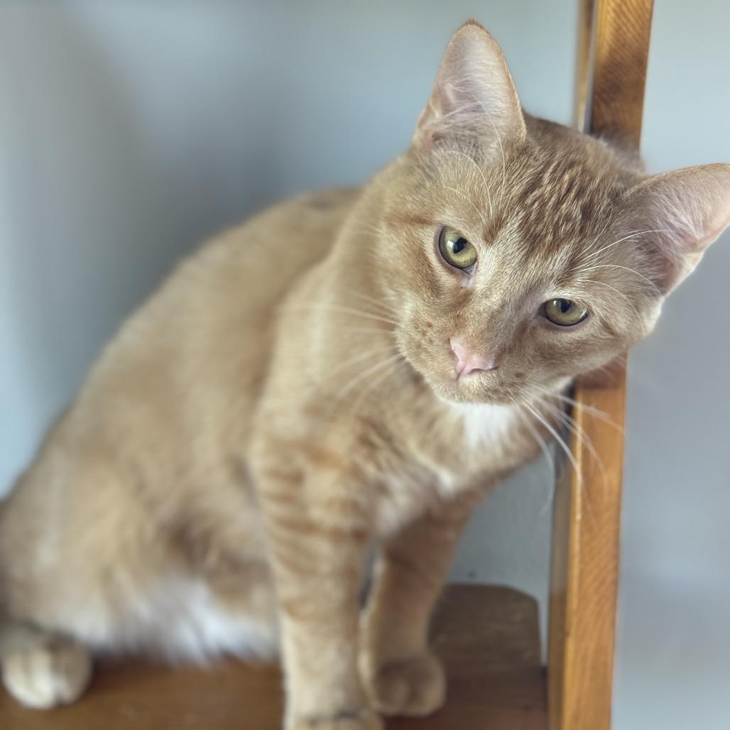 Enlarge Arthur, a Adoptable Domestic Short Hair in Milford, IA image 4/4