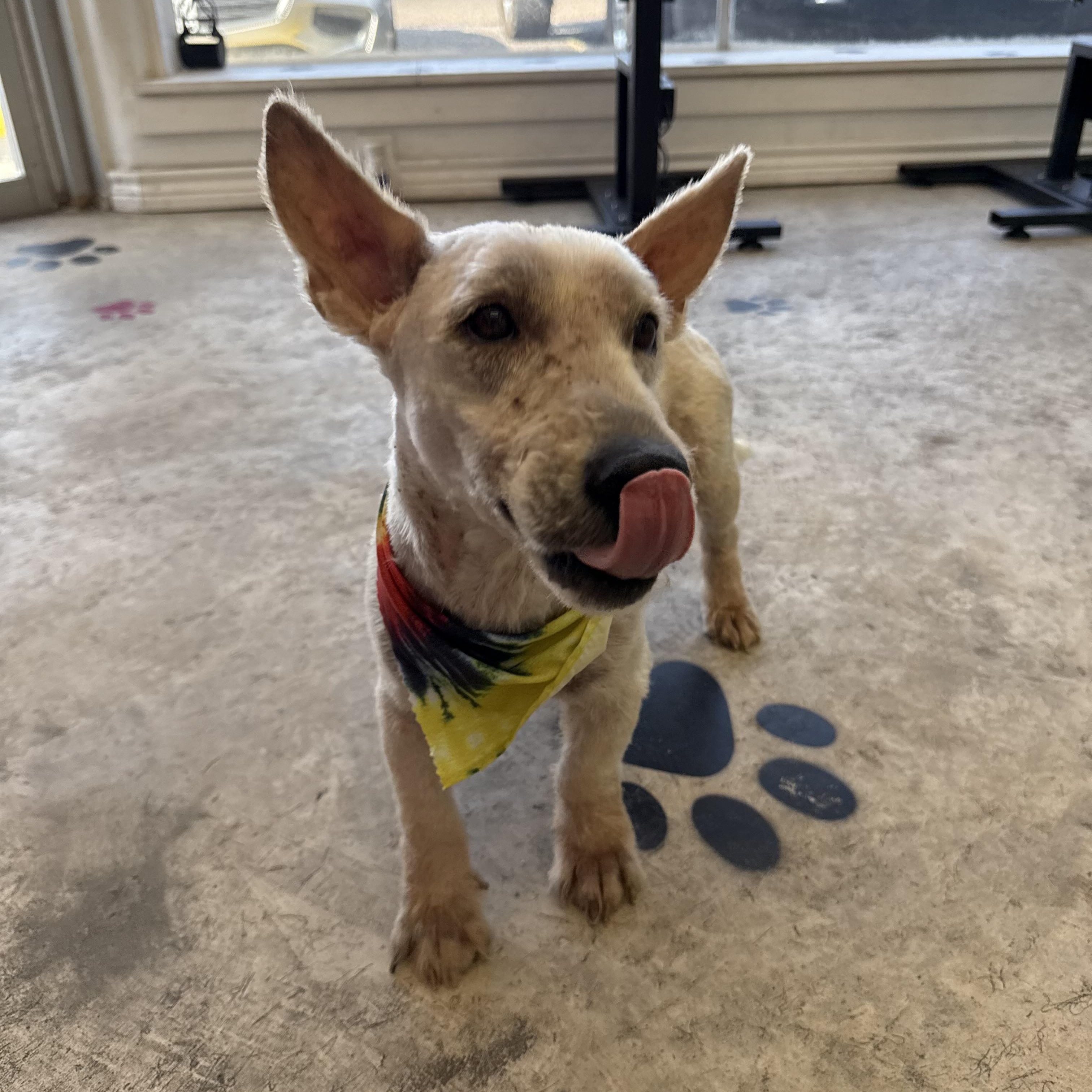 Scott, an adopted Scottish Terrier in Woodstock, ON image 3/6