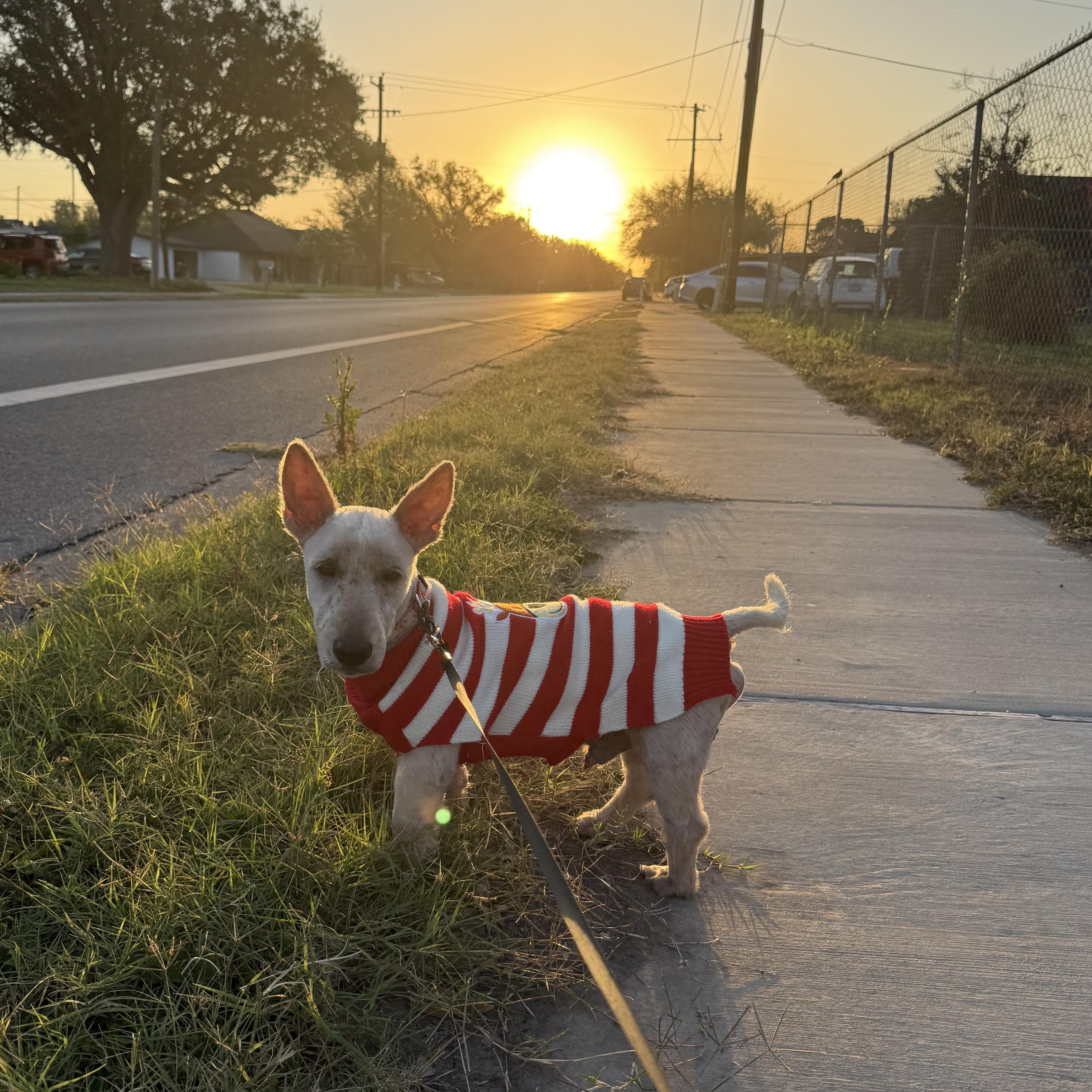 Scott, an adopted Scottish Terrier in Woodstock, ON image 1/6