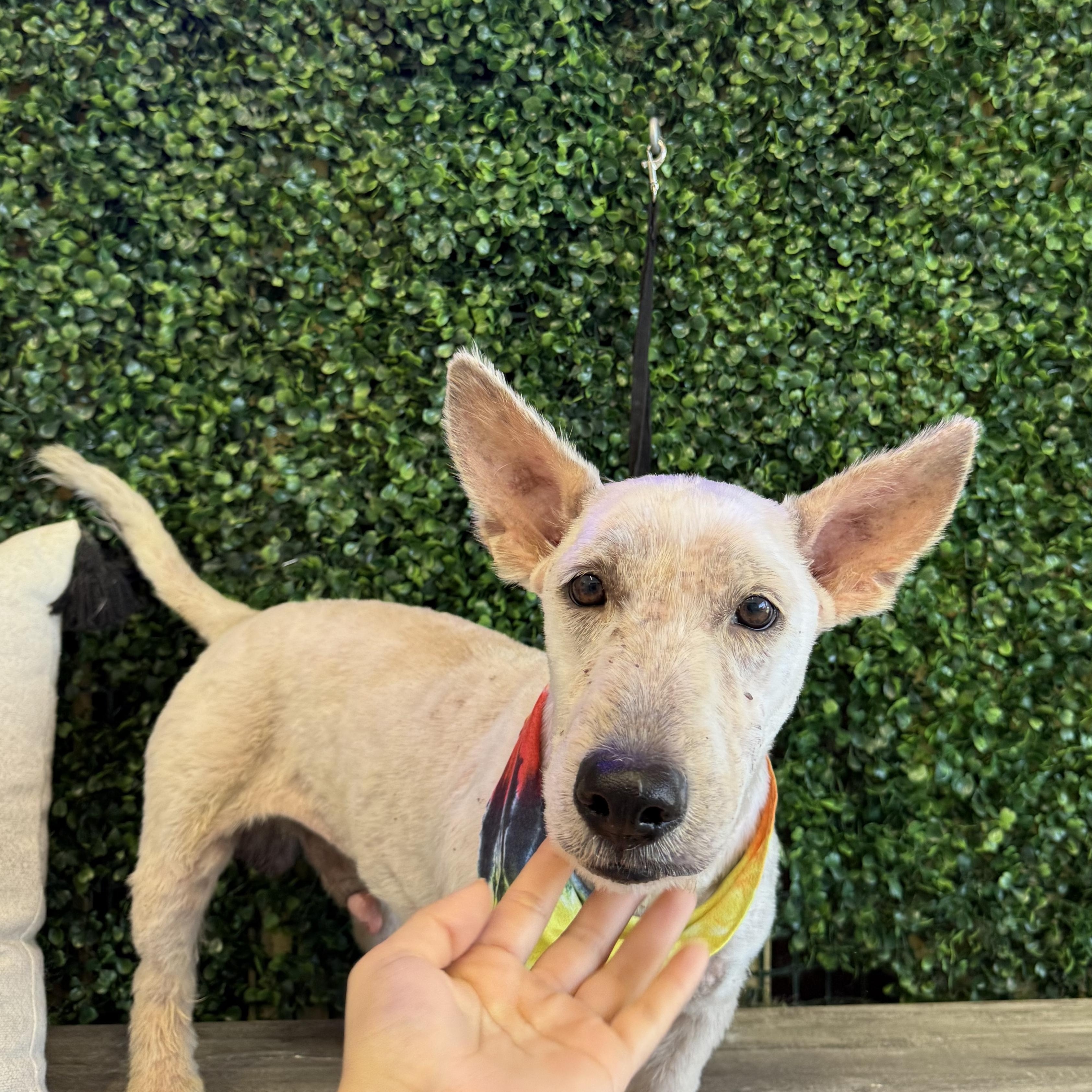Scott, an adopted Scottish Terrier in Woodstock, ON image 5/6