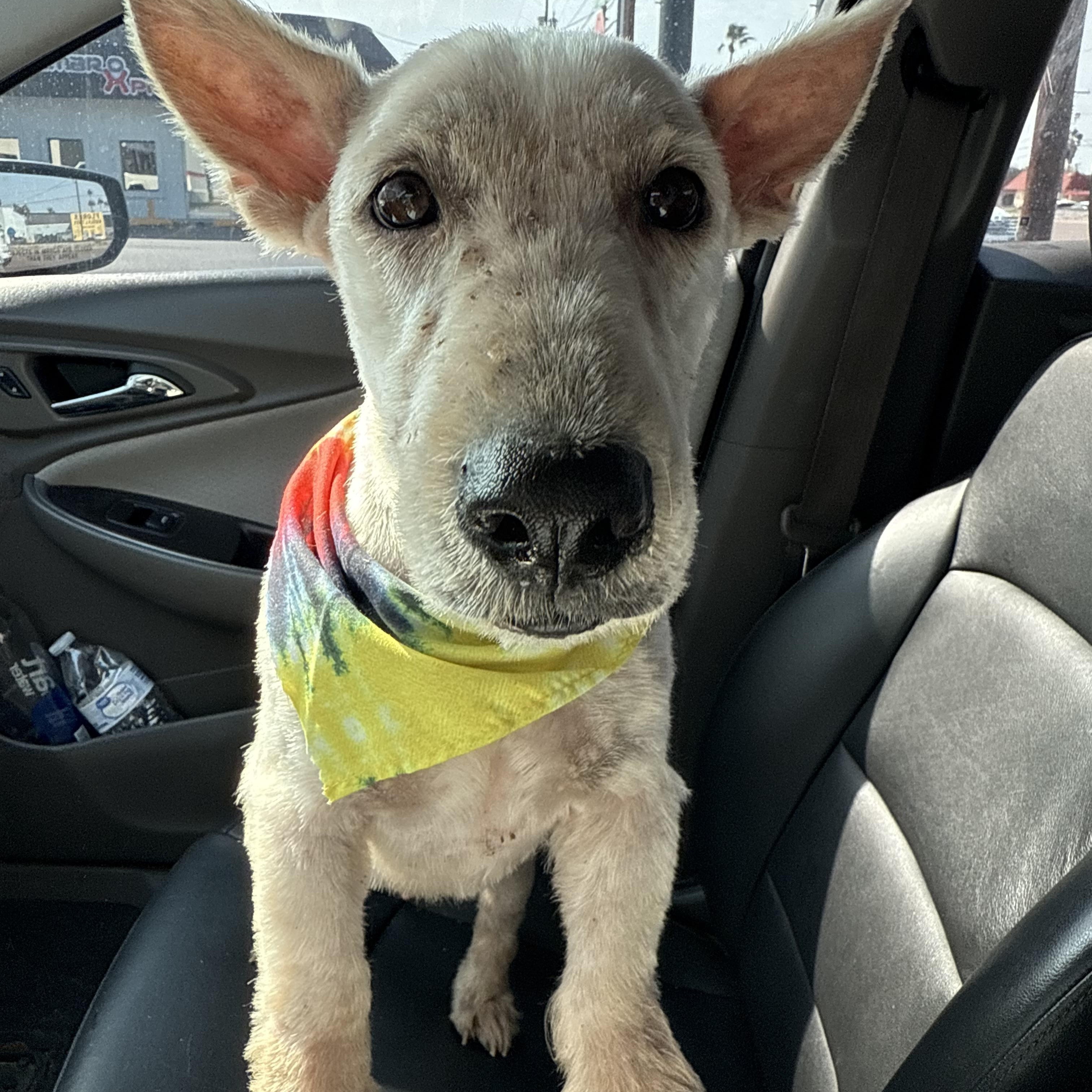 Scott, an adopted Scottish Terrier in Woodstock, ON image 4/6