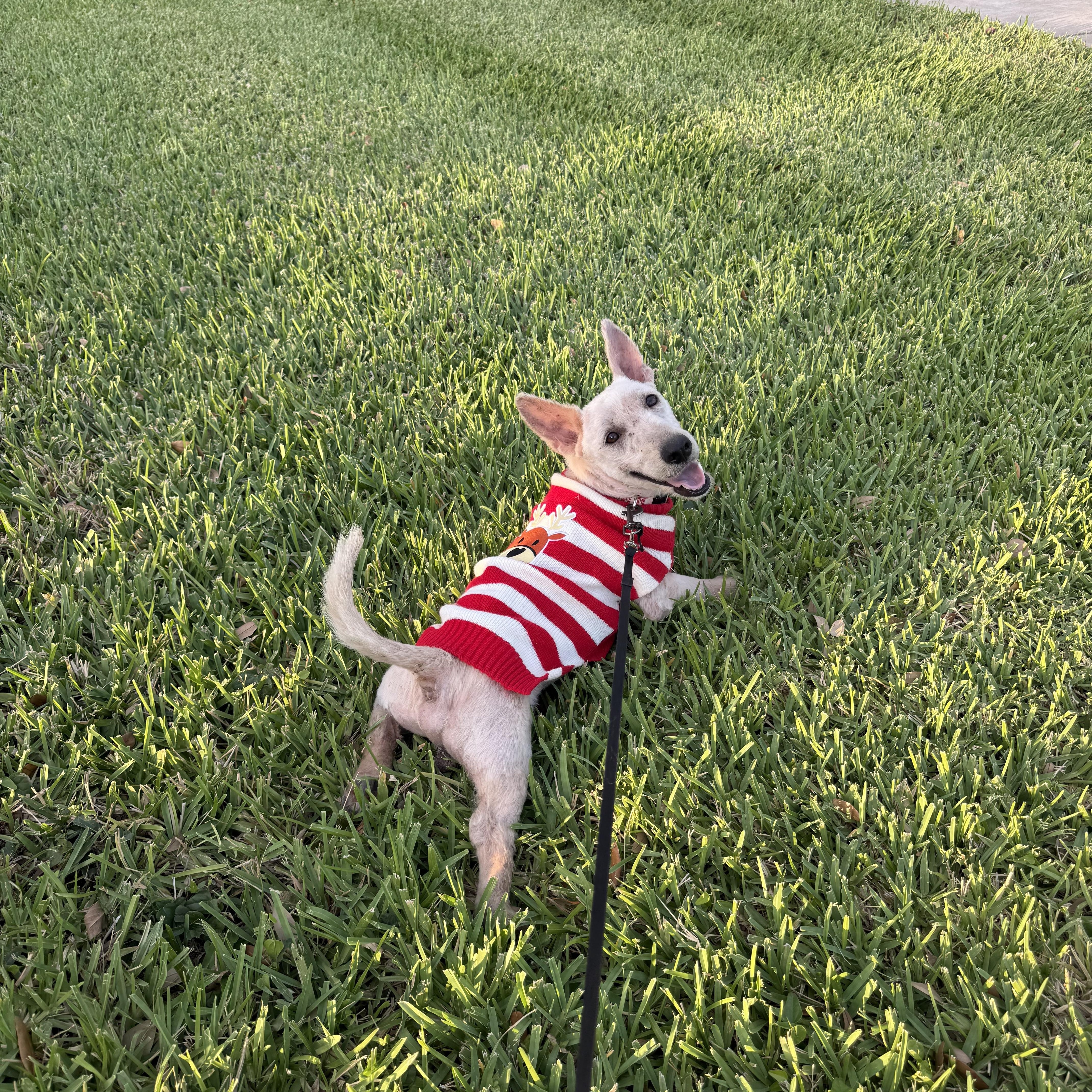 Scott, an adopted Scottish Terrier in Woodstock, ON image 6/6