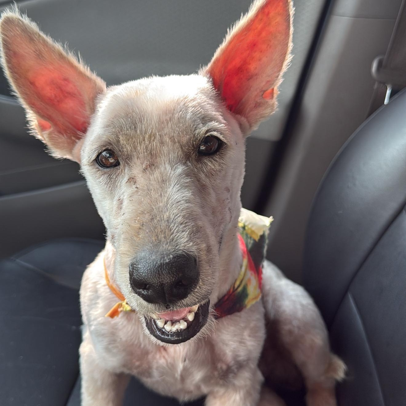 Scott, an adopted Scottish Terrier in Woodstock, ON image 2/6