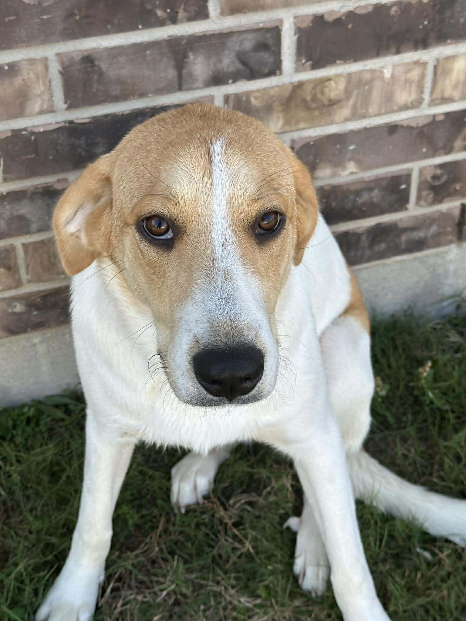 Enlarge Shayla, a Adoptable mixed breed in Rye, NY image 2/6