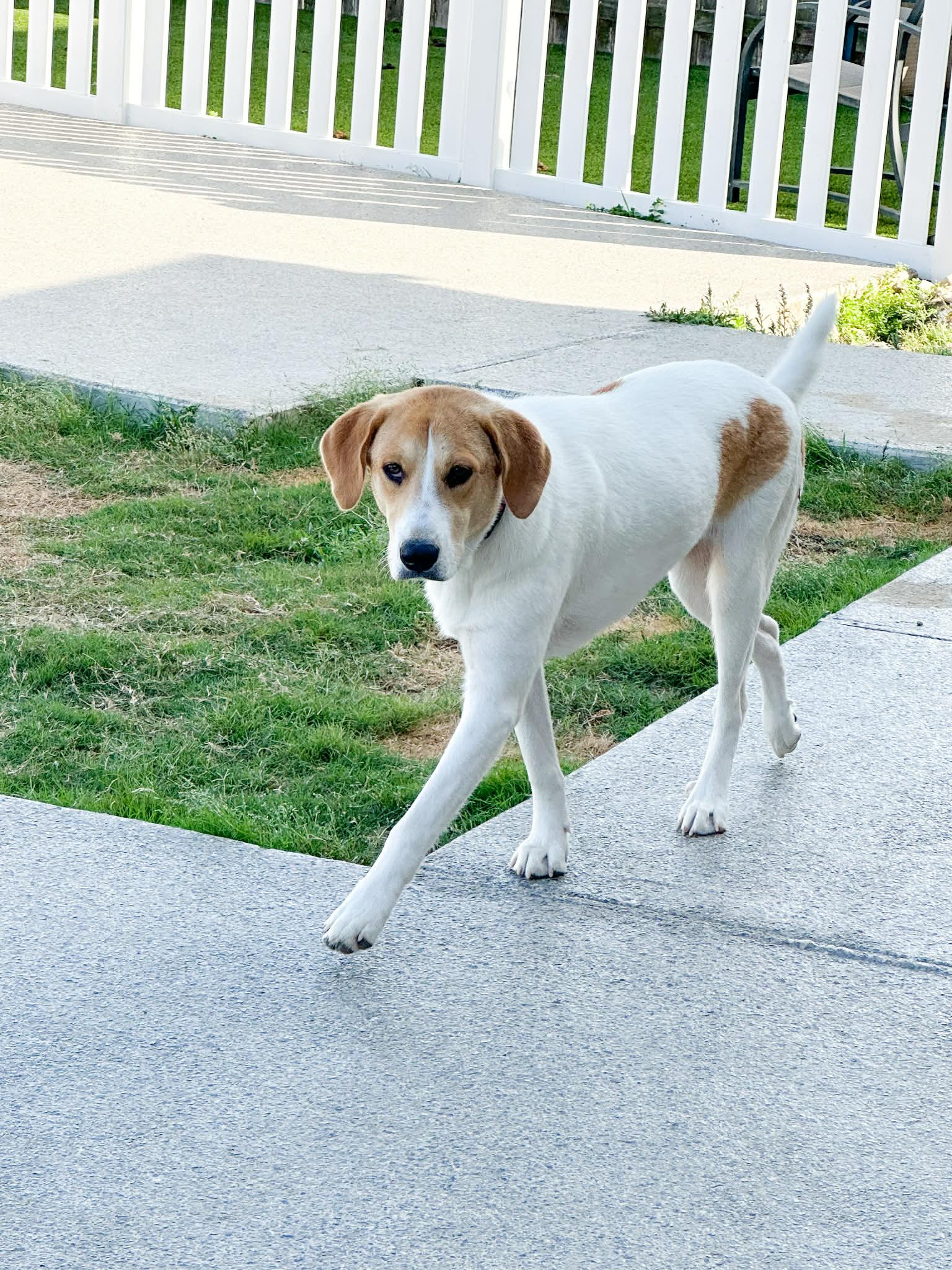 Enlarge Shayla, a Adoptable mixed breed in Rye, NY image 5/6