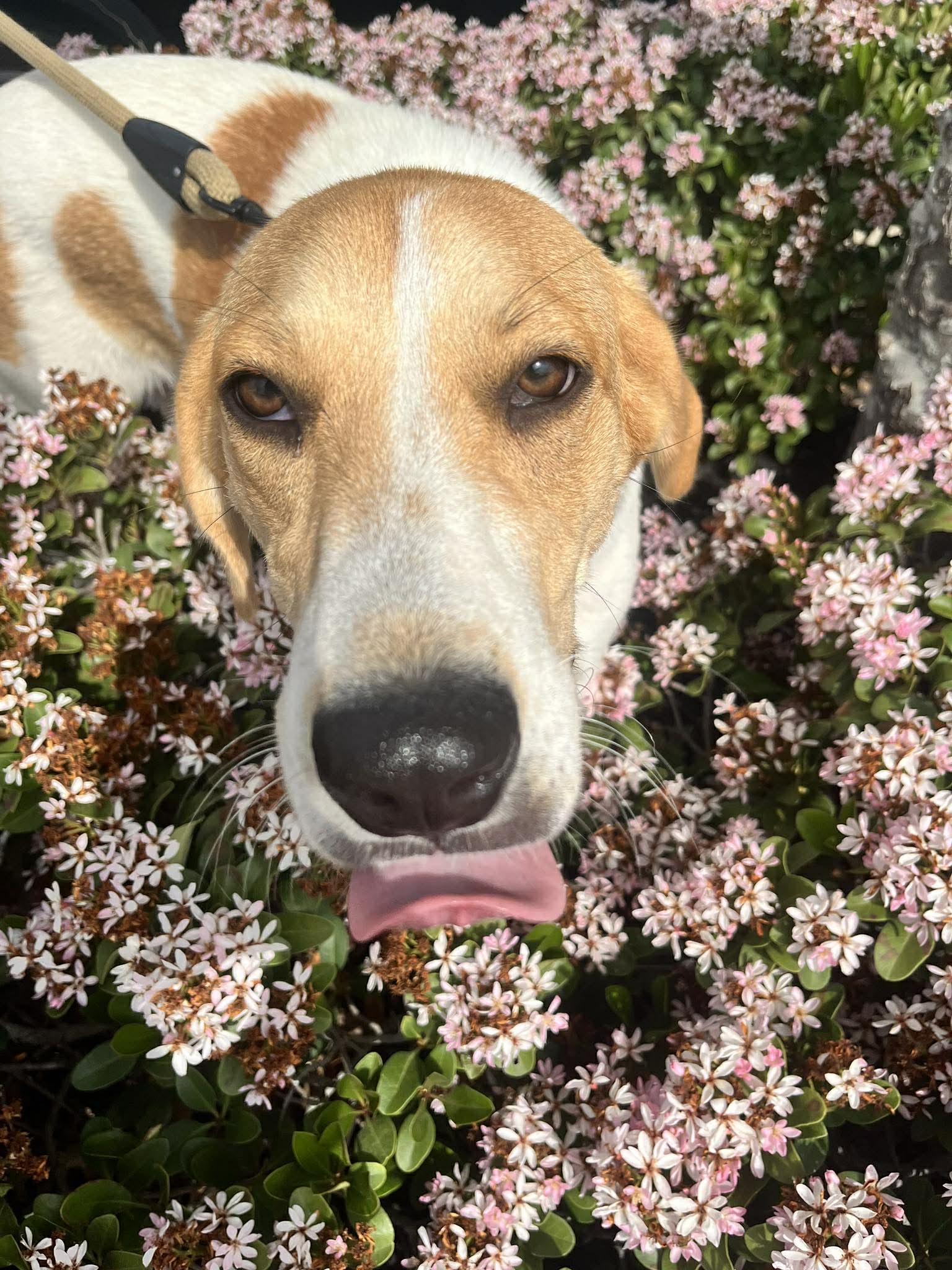 Enlarge Shayla, a Adoptable mixed breed in Rye, NY image 4/6