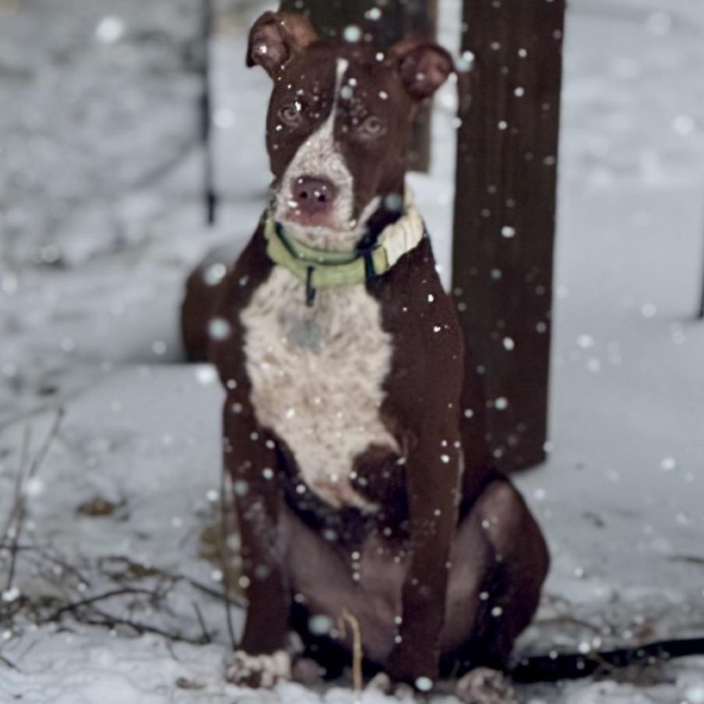 Enlarge Sammy, a Adoptable American Staffordshire Terrier in La Grange, KY image 2/6