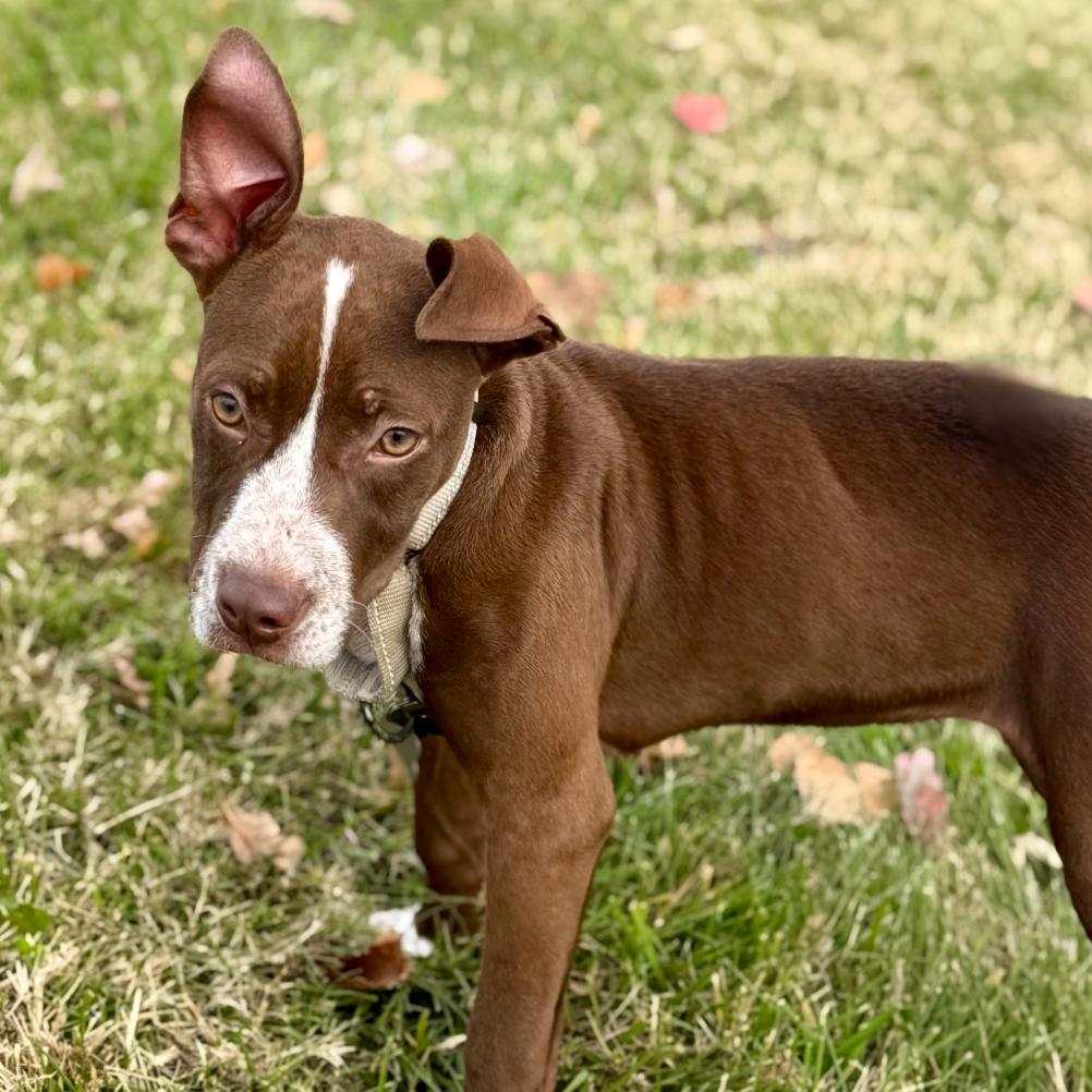 Enlarge Sammy, a Adoptable American Staffordshire Terrier in La Grange, KY image 4/6
