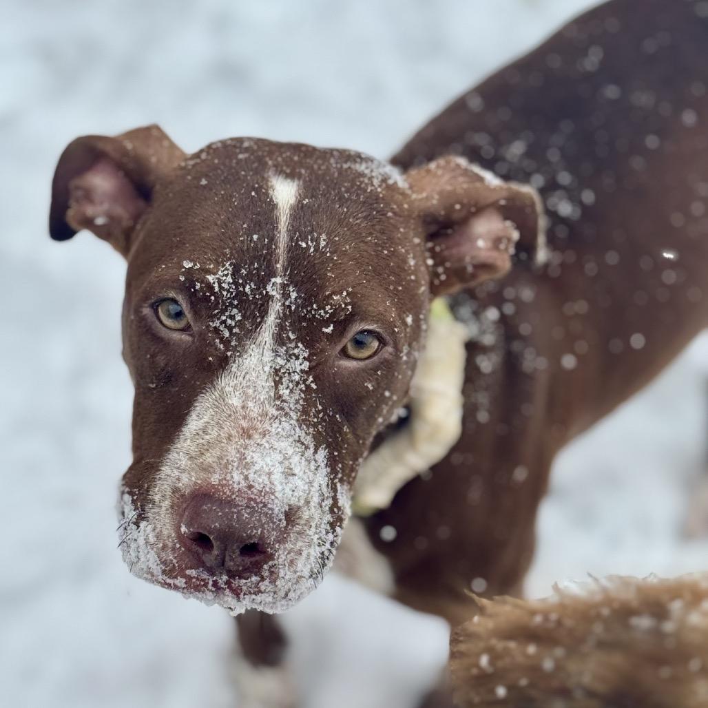 Sammy, Adoptable, Young Female American Staffordshire Terrier.