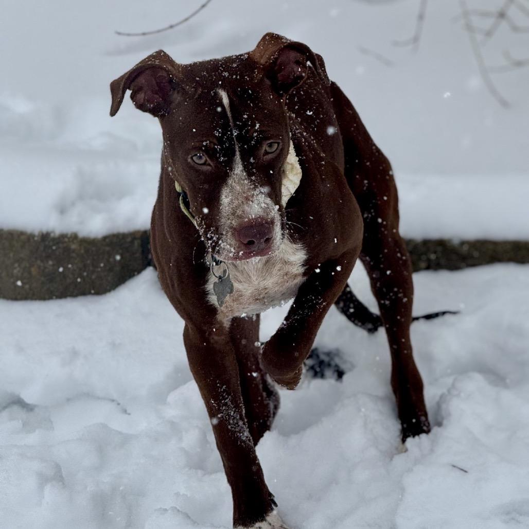 Enlarge Sammy, a Adoptable American Staffordshire Terrier in La Grange, KY image 6/6