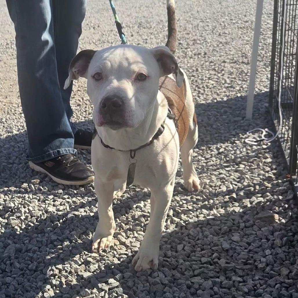 Enlarge Baron, a Adoptable Mixed Breed in Lima, OH image 2/5