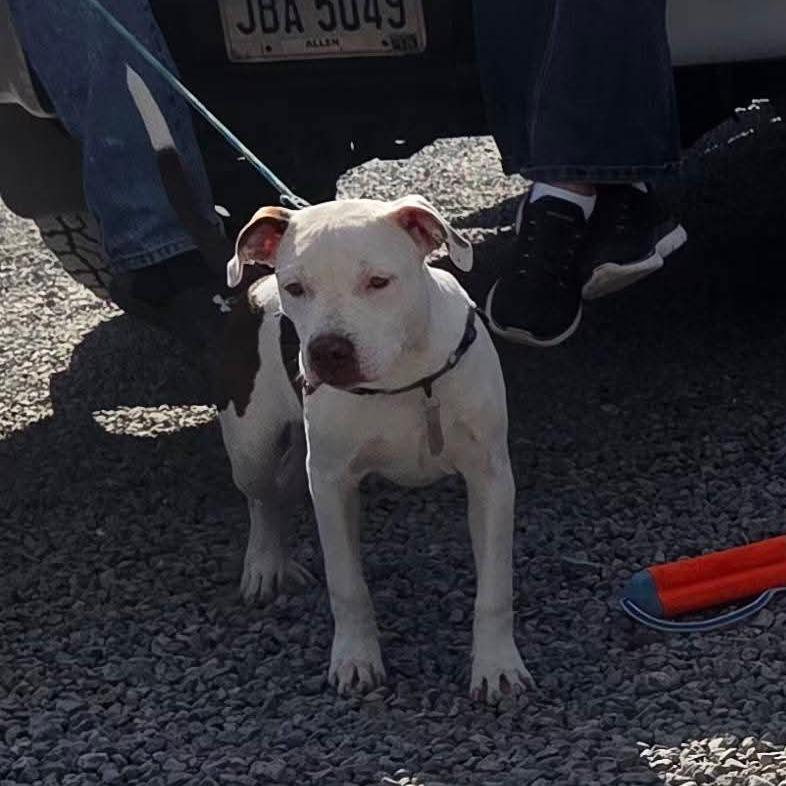 Enlarge Baron, a Adoptable Mixed Breed in Lima, OH image 3/5