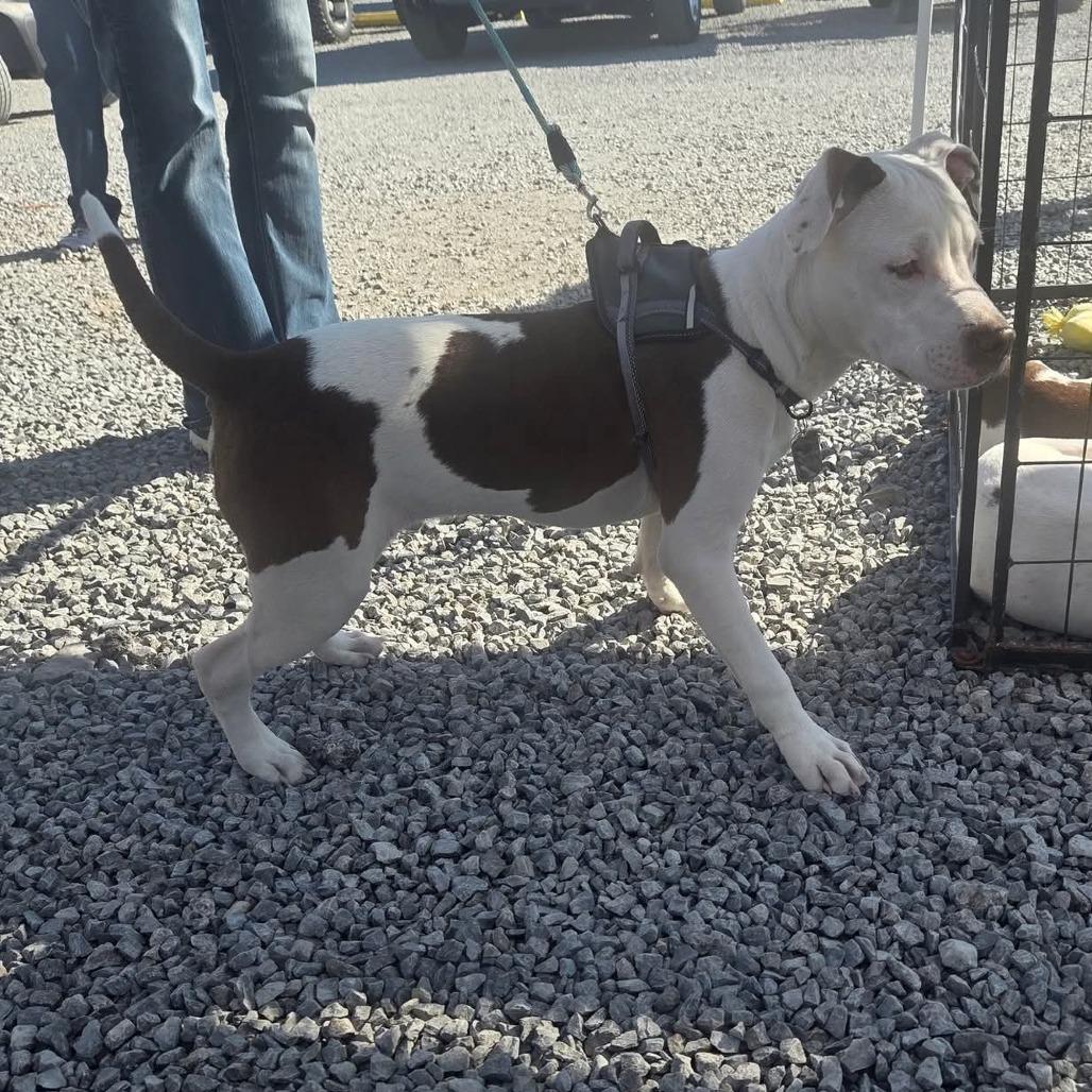 Enlarge Baron, a Adoptable Mixed Breed in Lima, OH image 4/5