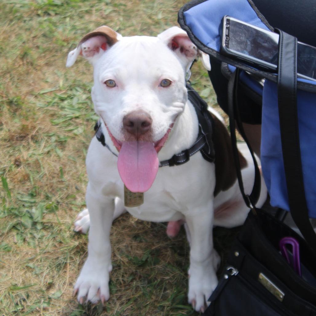 Enlarge Baron, a Adoptable Mixed Breed in Lima, OH image 5/5