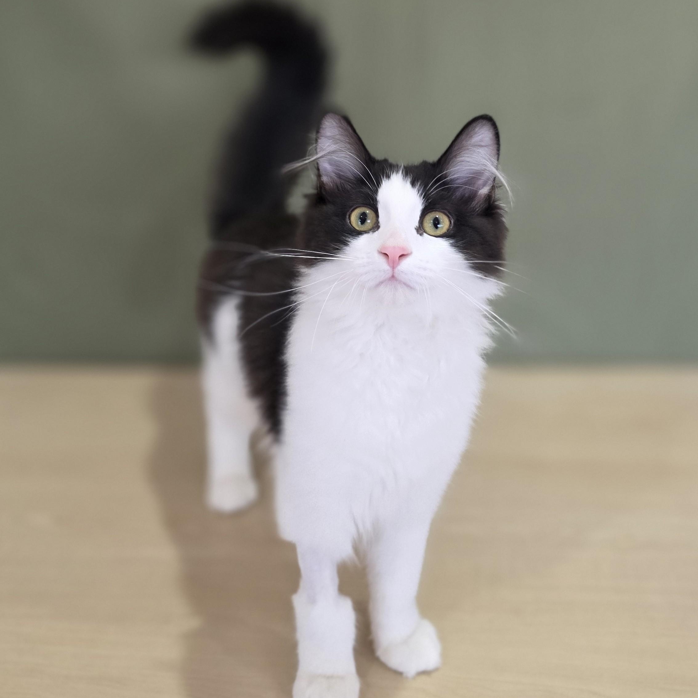 Enlarge Garbanzo, an adoptable Domestic Medium Hair in Macomb Twp, MI image 3/4