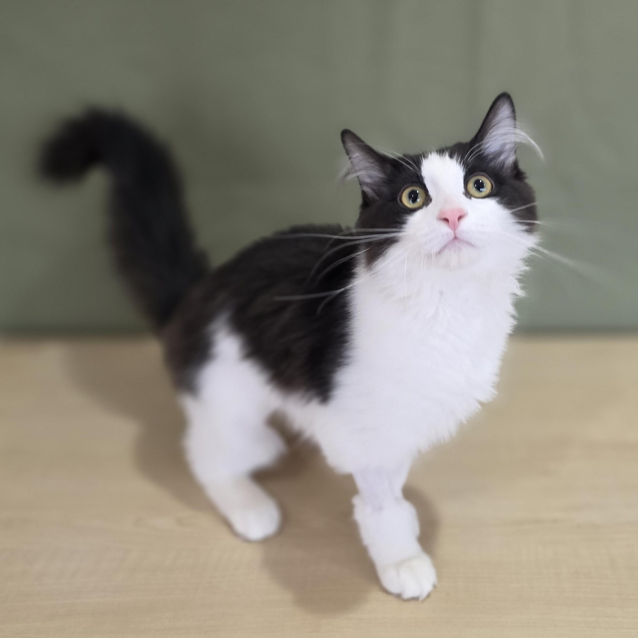 Enlarge Garbanzo, an adoptable Domestic Medium Hair in Macomb Twp, MI image 2/4