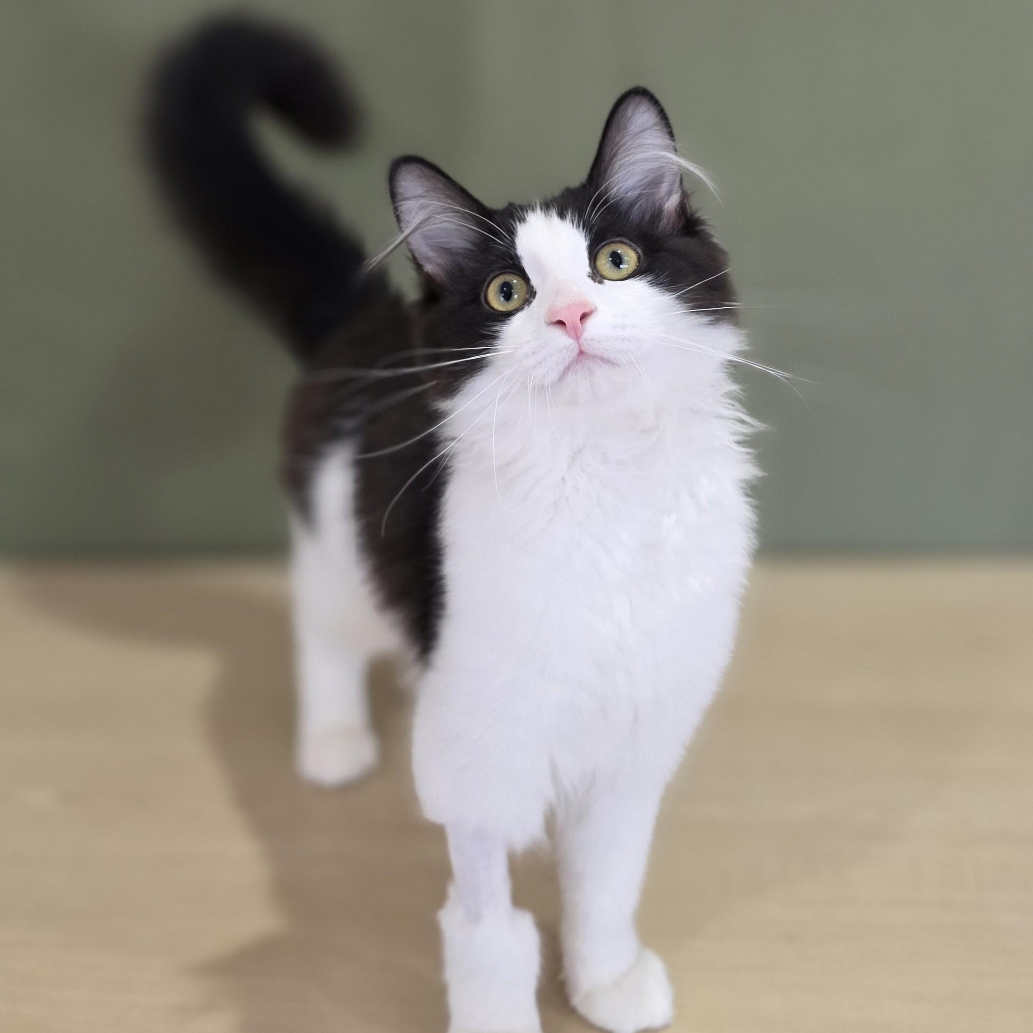Enlarge Garbanzo, an adoptable Domestic Medium Hair in Macomb Twp, MI image 1/4