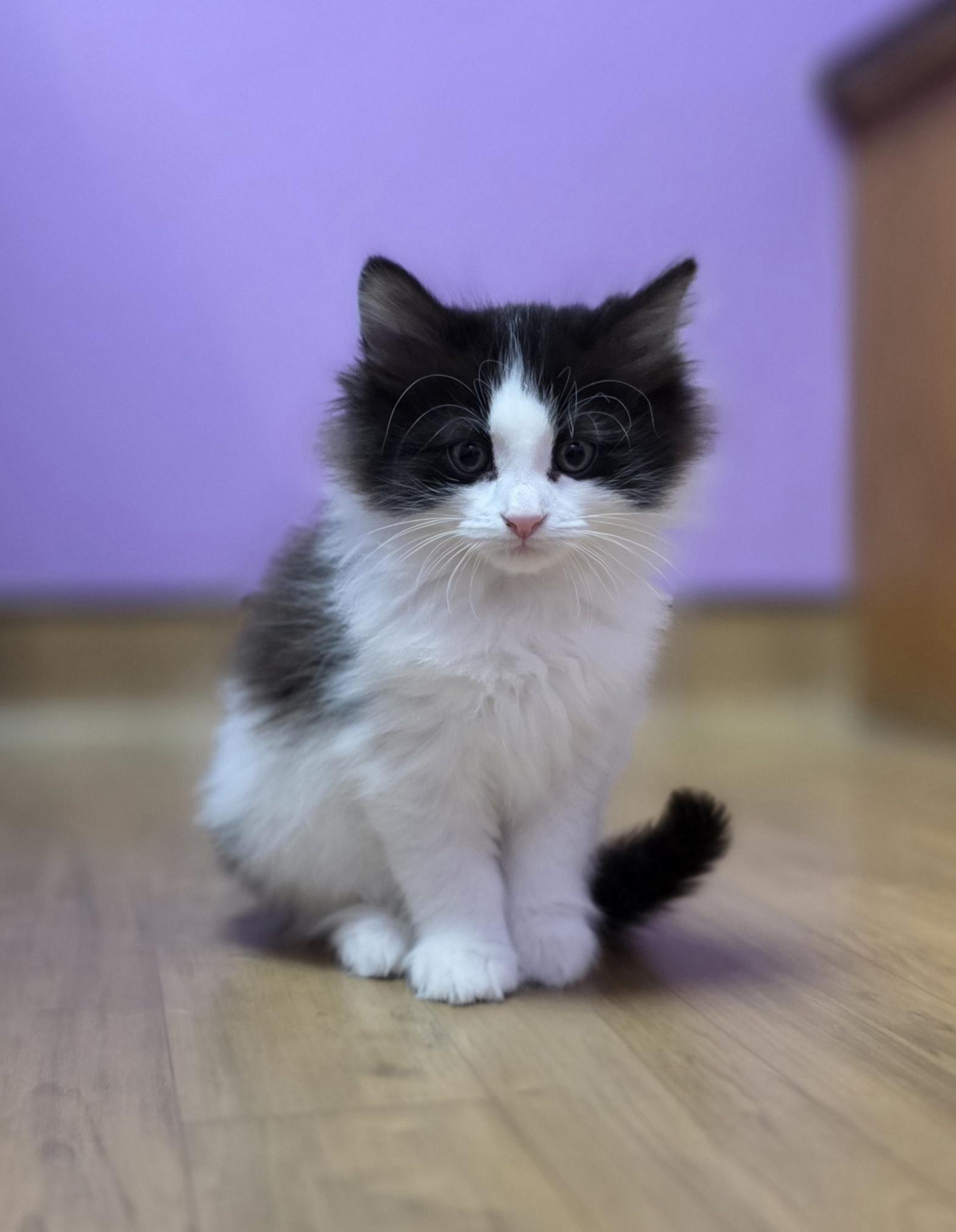 Garbanzo, adopted, Kitten Female Domestic Medium Hair.