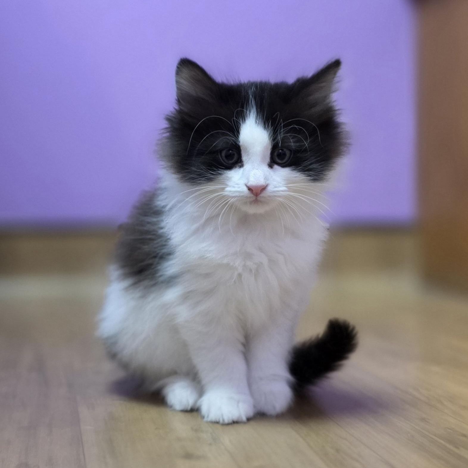 Enlarge Garbanzo, an adoptable Domestic Medium Hair in Macomb Twp, MI image 4/4