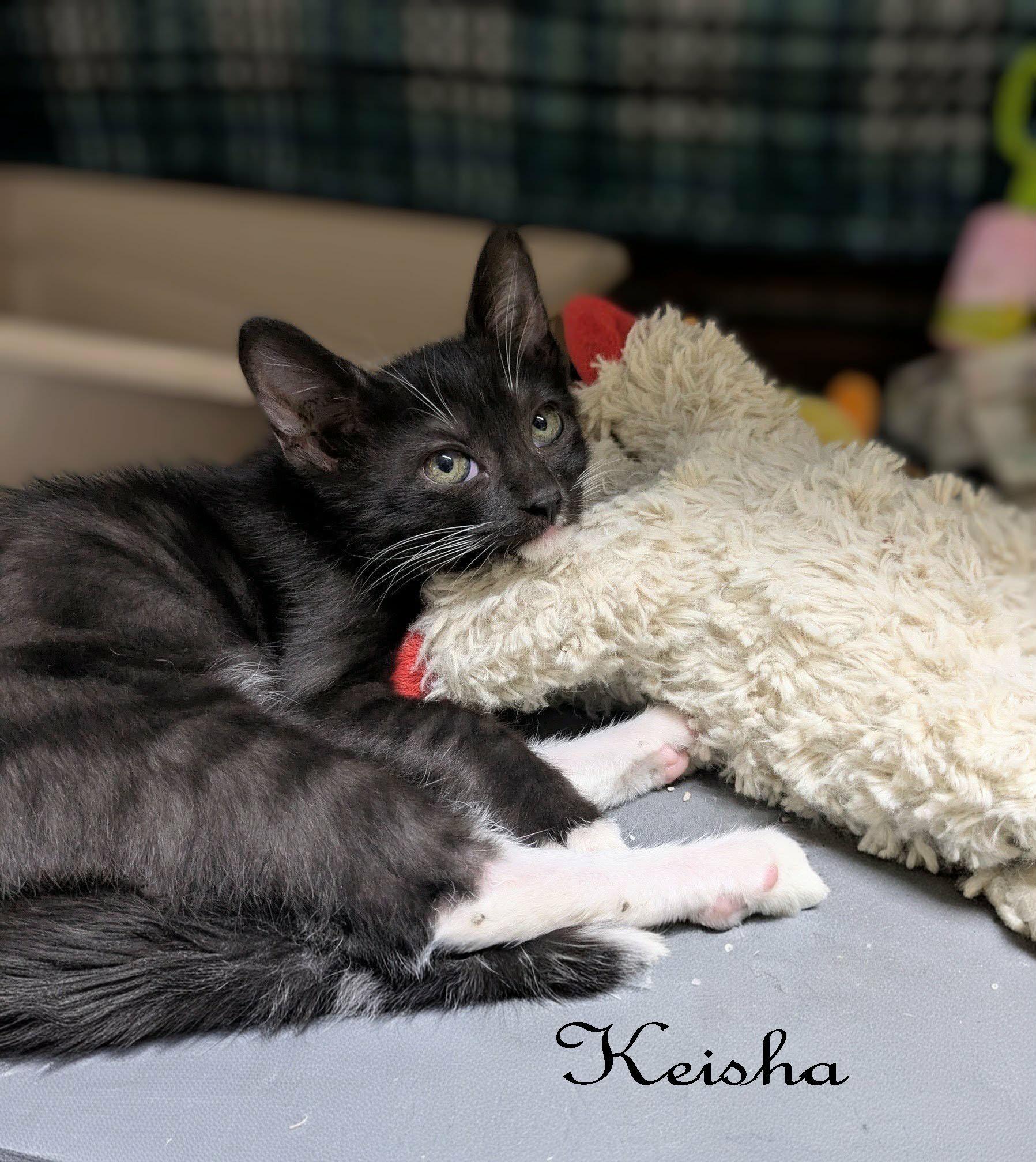 Keisha, a ADOPTABLE mixed breed in Ozark, AL image 4/4