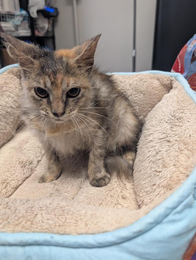 Daisy, Adoptable, Young Female Domestic Long Hair.
