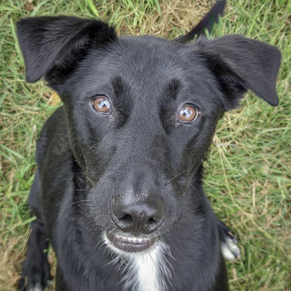 Zorro, Young Male unknown