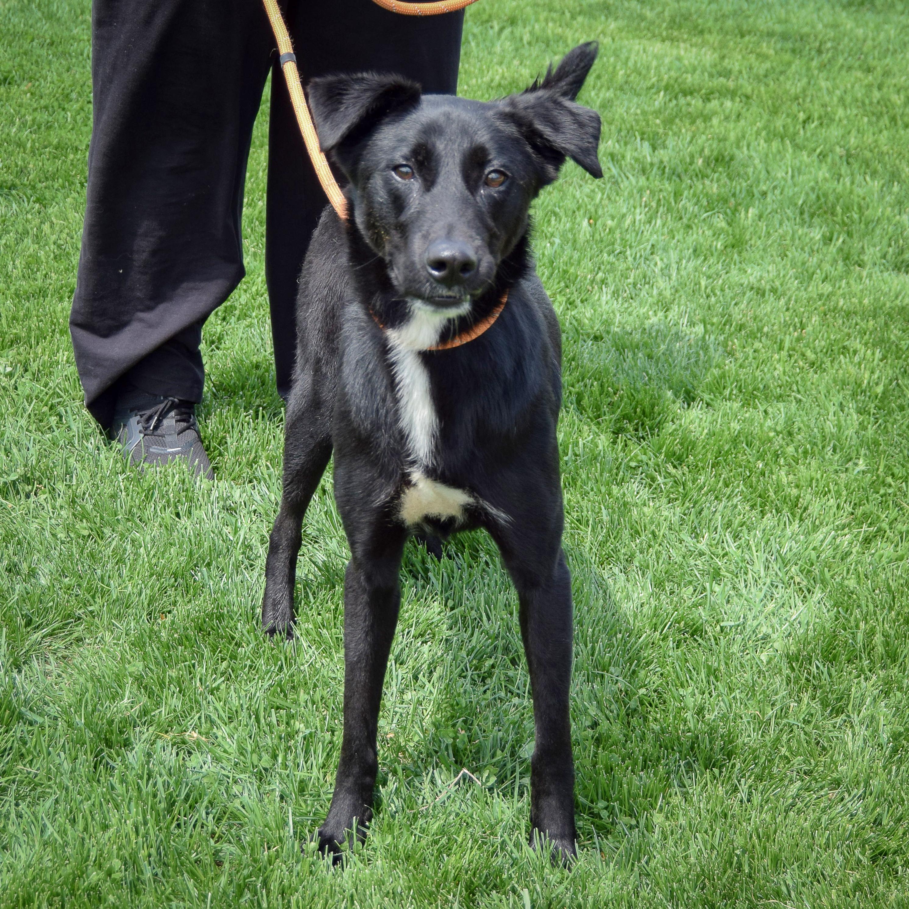 Zorro photo 2