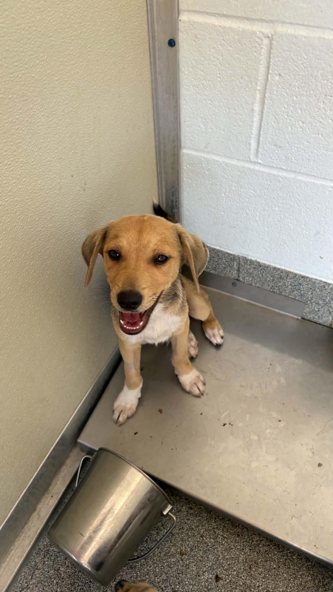 Enlarge Burke, a Adoptable mixed breed in Ayden, NC image 4/5