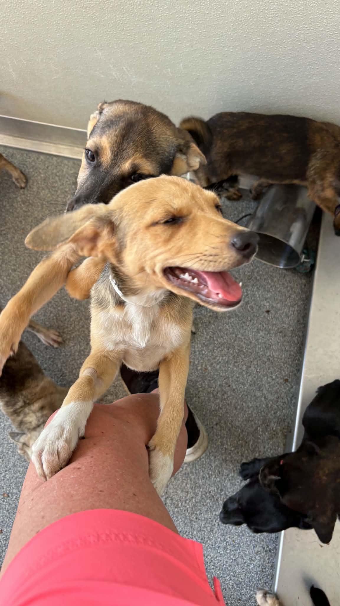 Enlarge Burke, a Adoptable mixed breed in Ayden, NC image 5/5