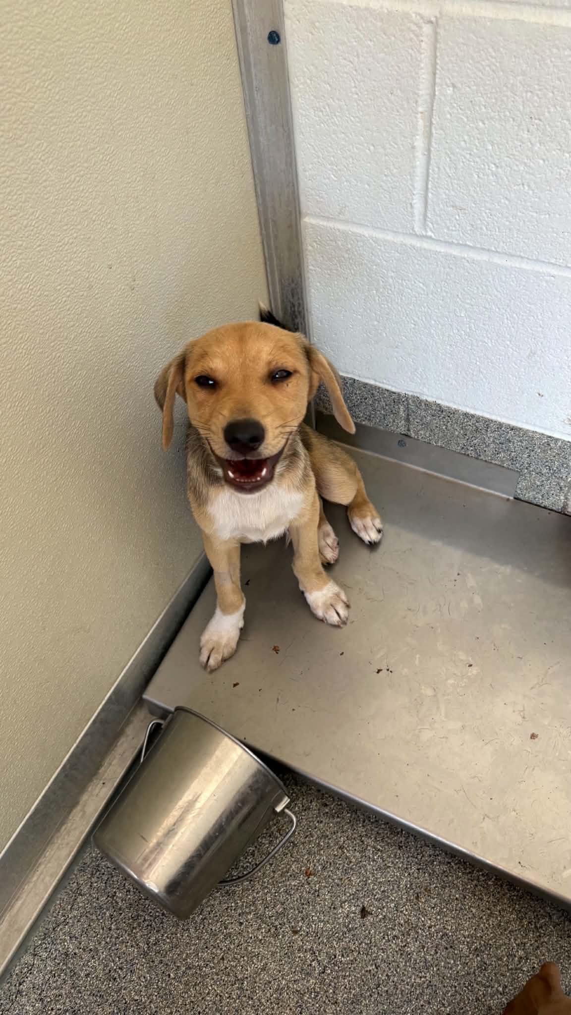 Enlarge Burke, a Adoptable mixed breed in Ayden, NC image 3/5