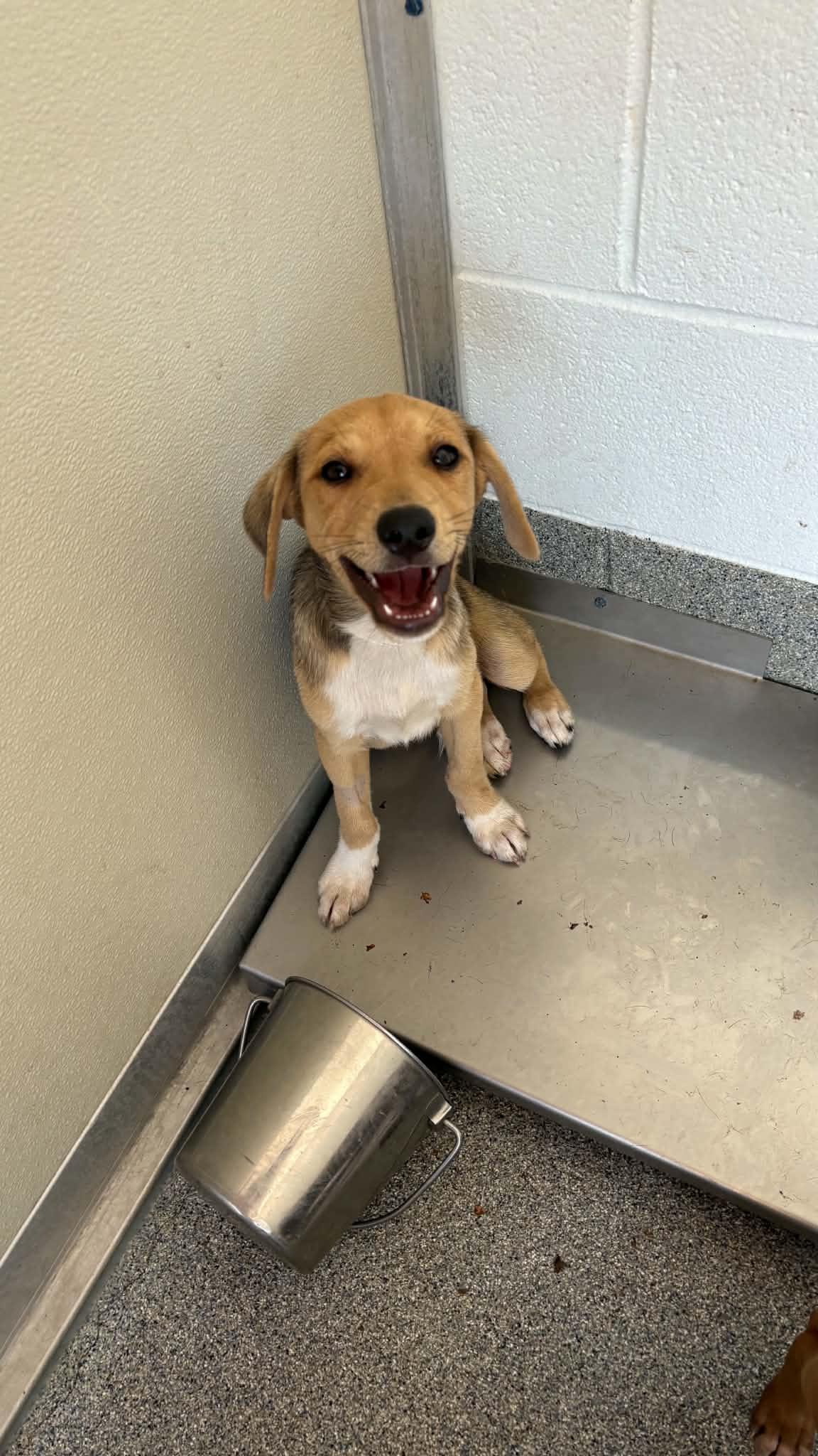Enlarge Burke, a Adoptable mixed breed in Ayden, NC image 2/5