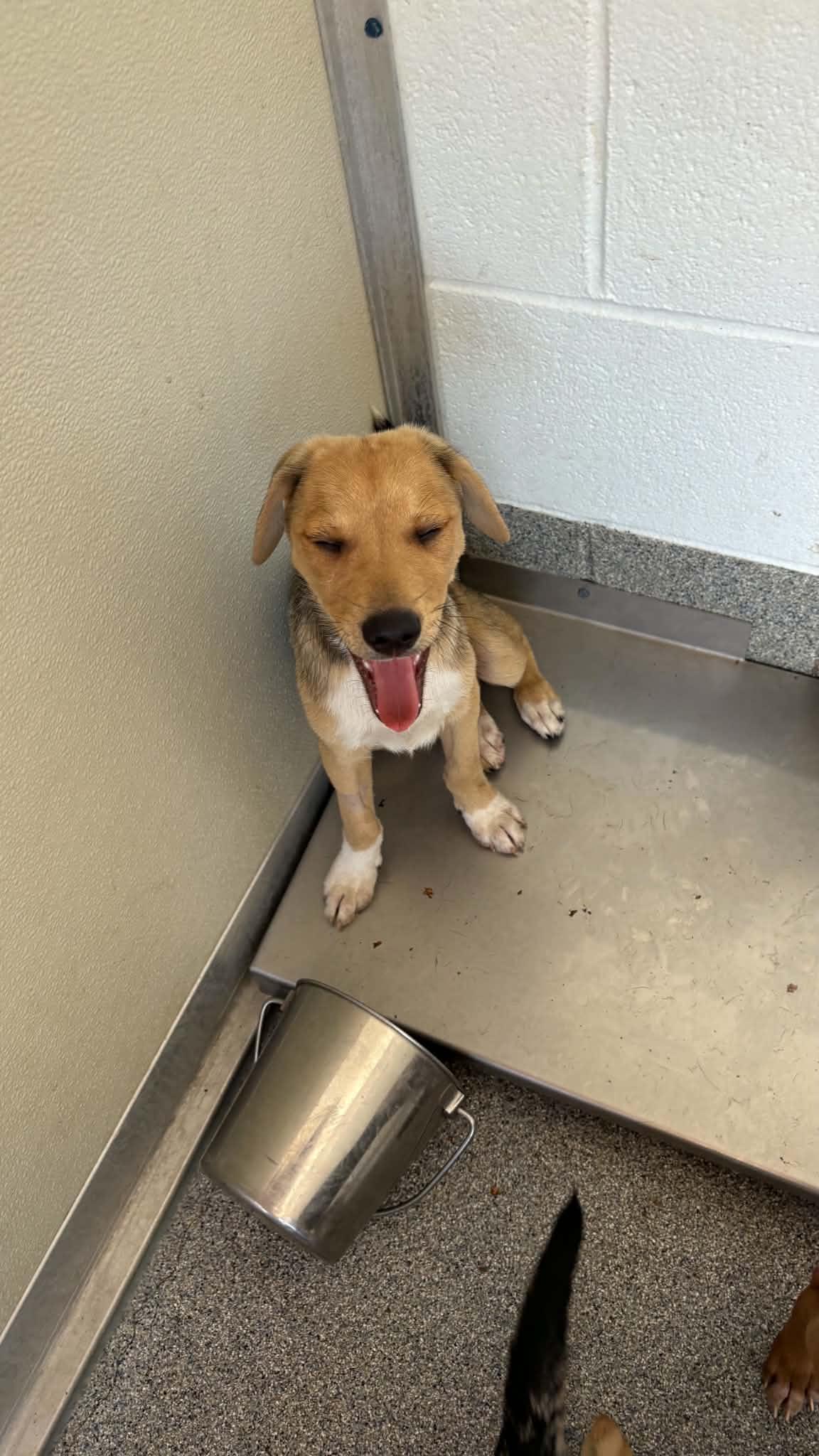 Enlarge Burke, a Adoptable mixed breed in Ayden, NC image 1/5