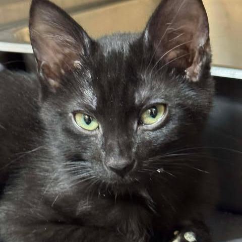 James, Adoptable, Kitten Male Domestic Short Hair.