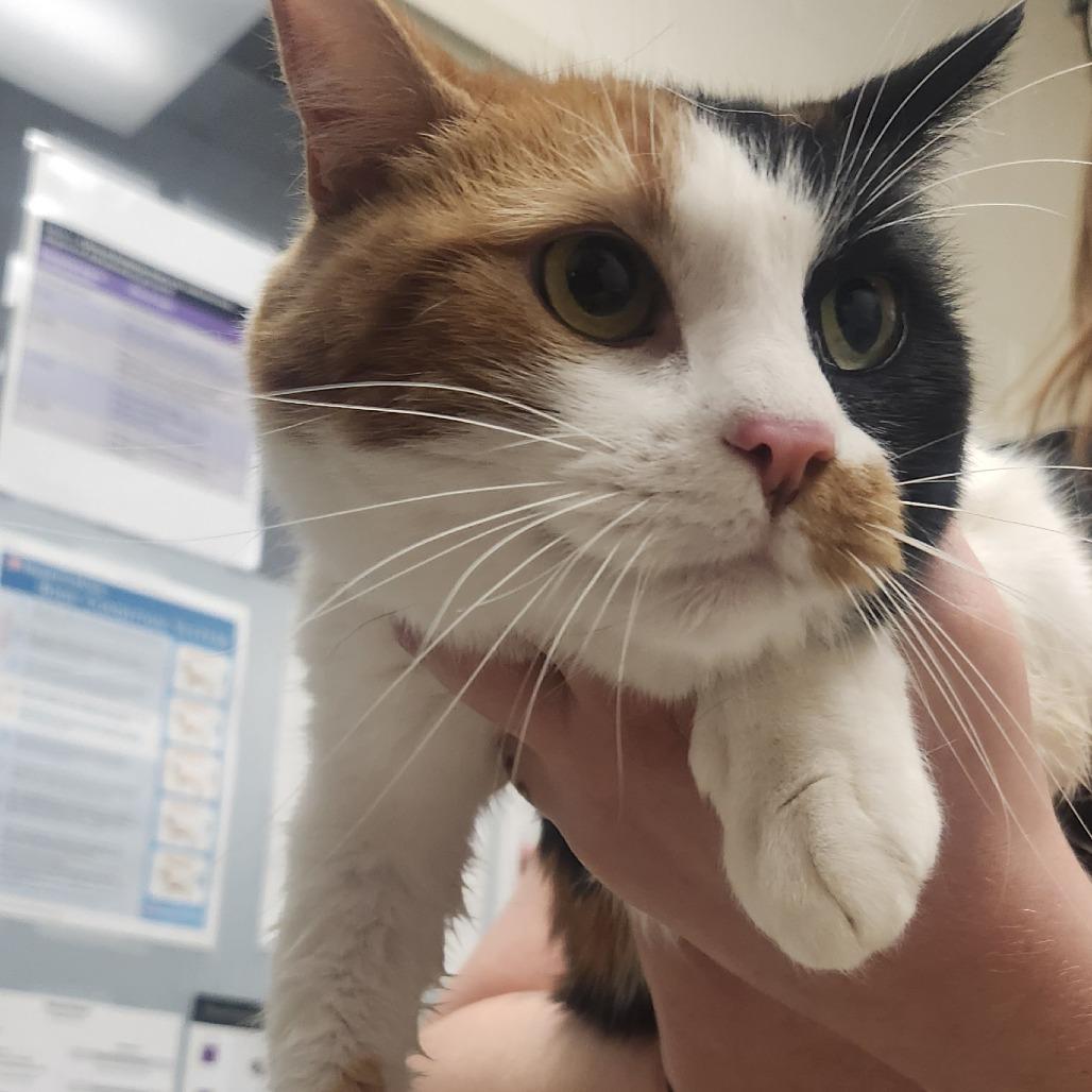 Harriet, Adoptable, Adult Female Domestic Short Hair.