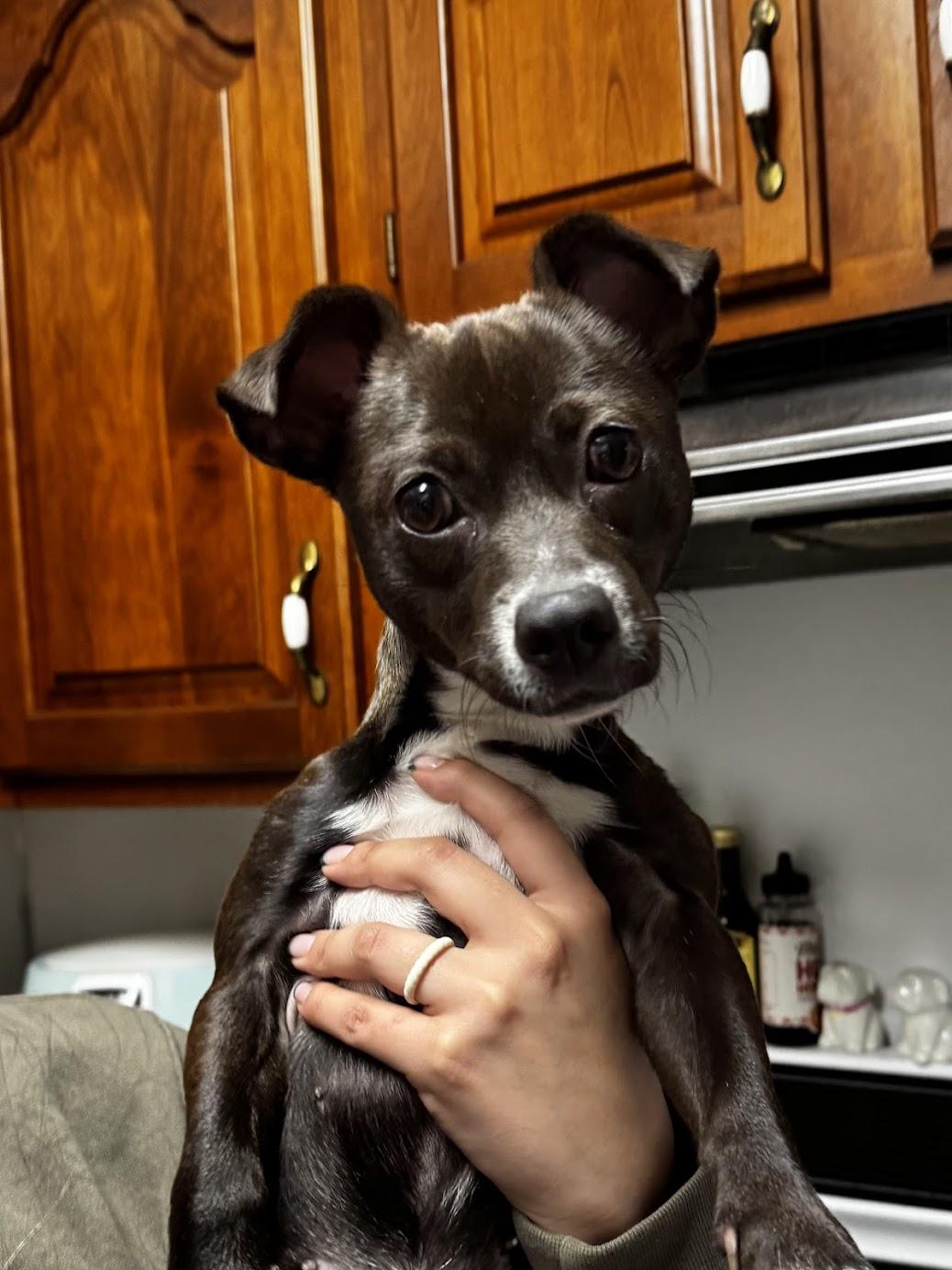 Asia , ADOPTABLE, Young Female Chihuahua.