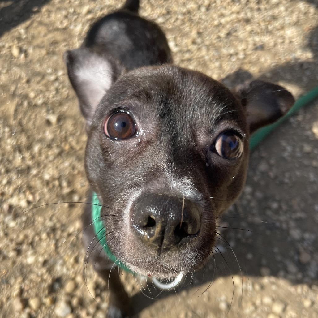 Asia , ADOPTABLE, Young Female Chihuahua.
