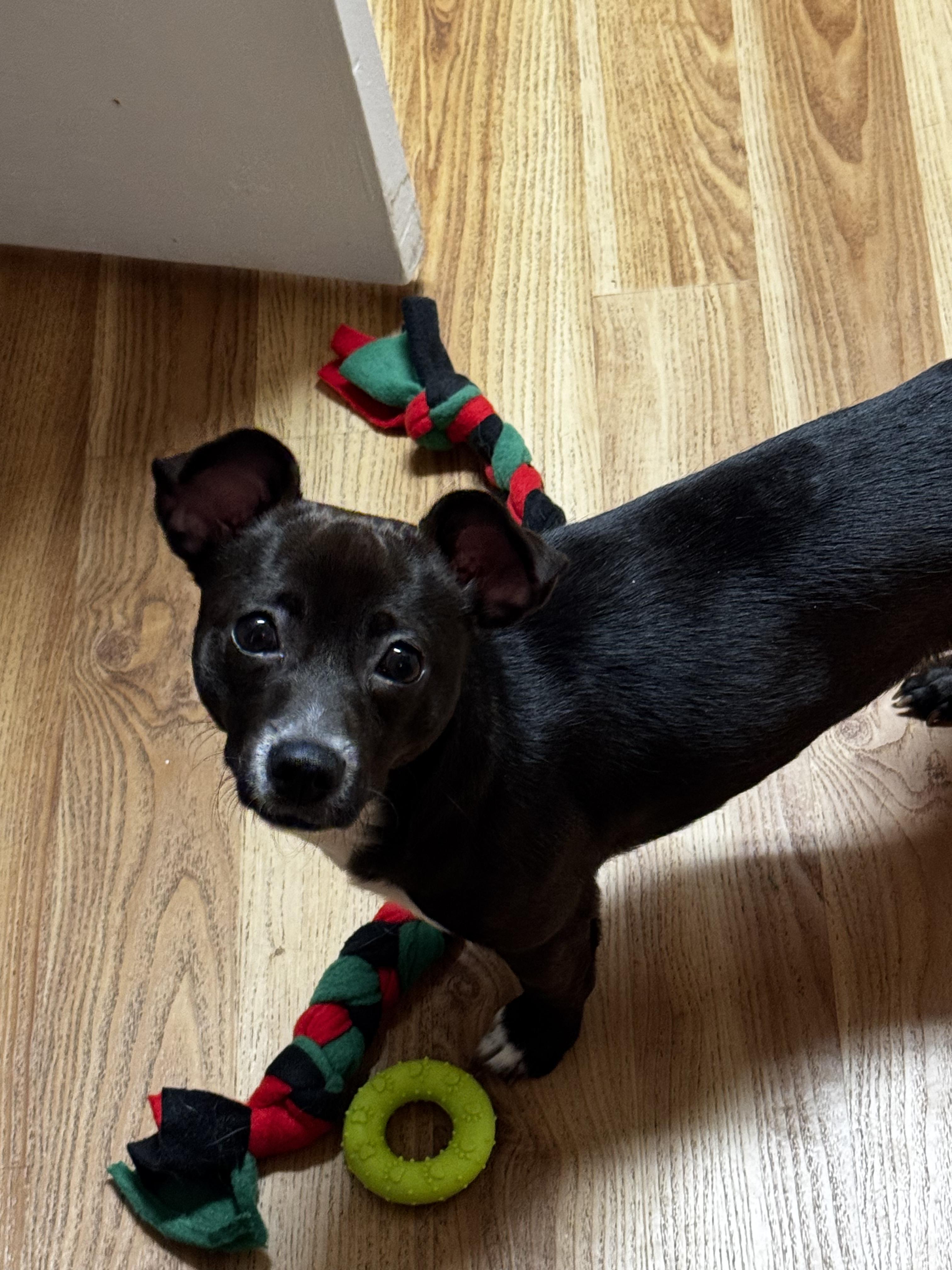 Asia , ADOPTABLE, Young Female Chihuahua.