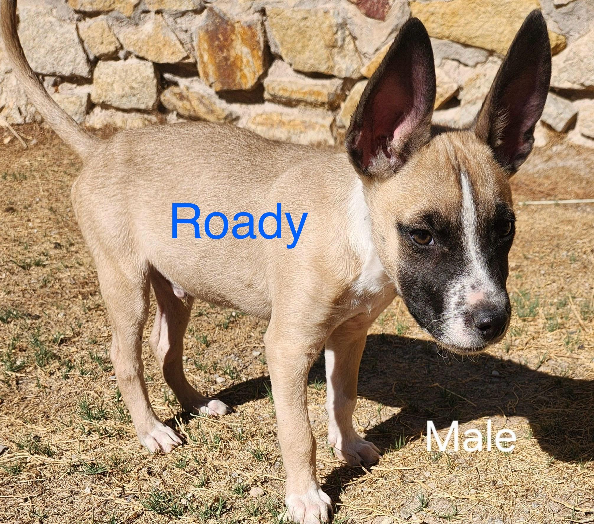 Roady, a Adoptable mixed breed image 6/6