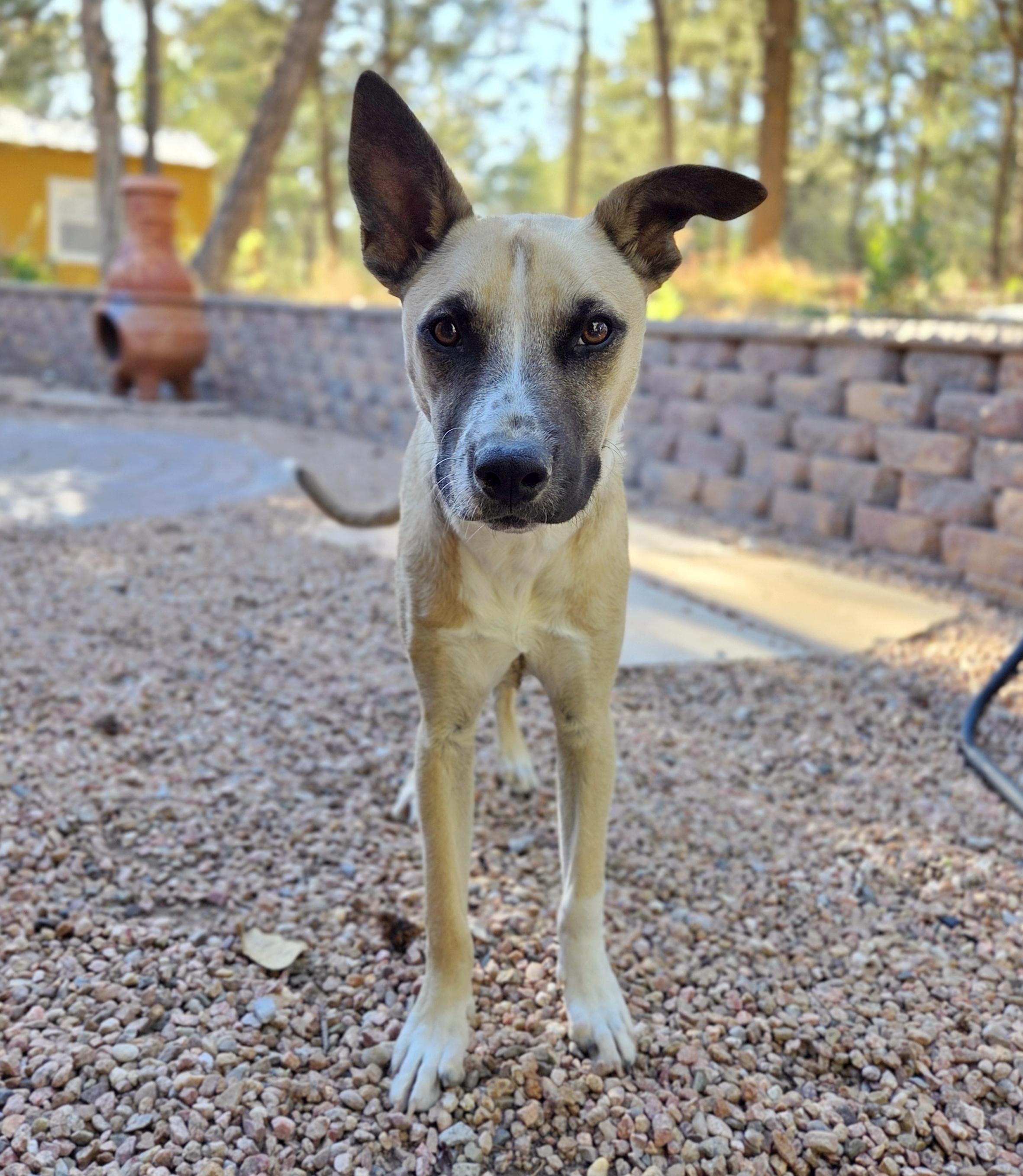 Roady, a Adoptable mixed breed image 4/6