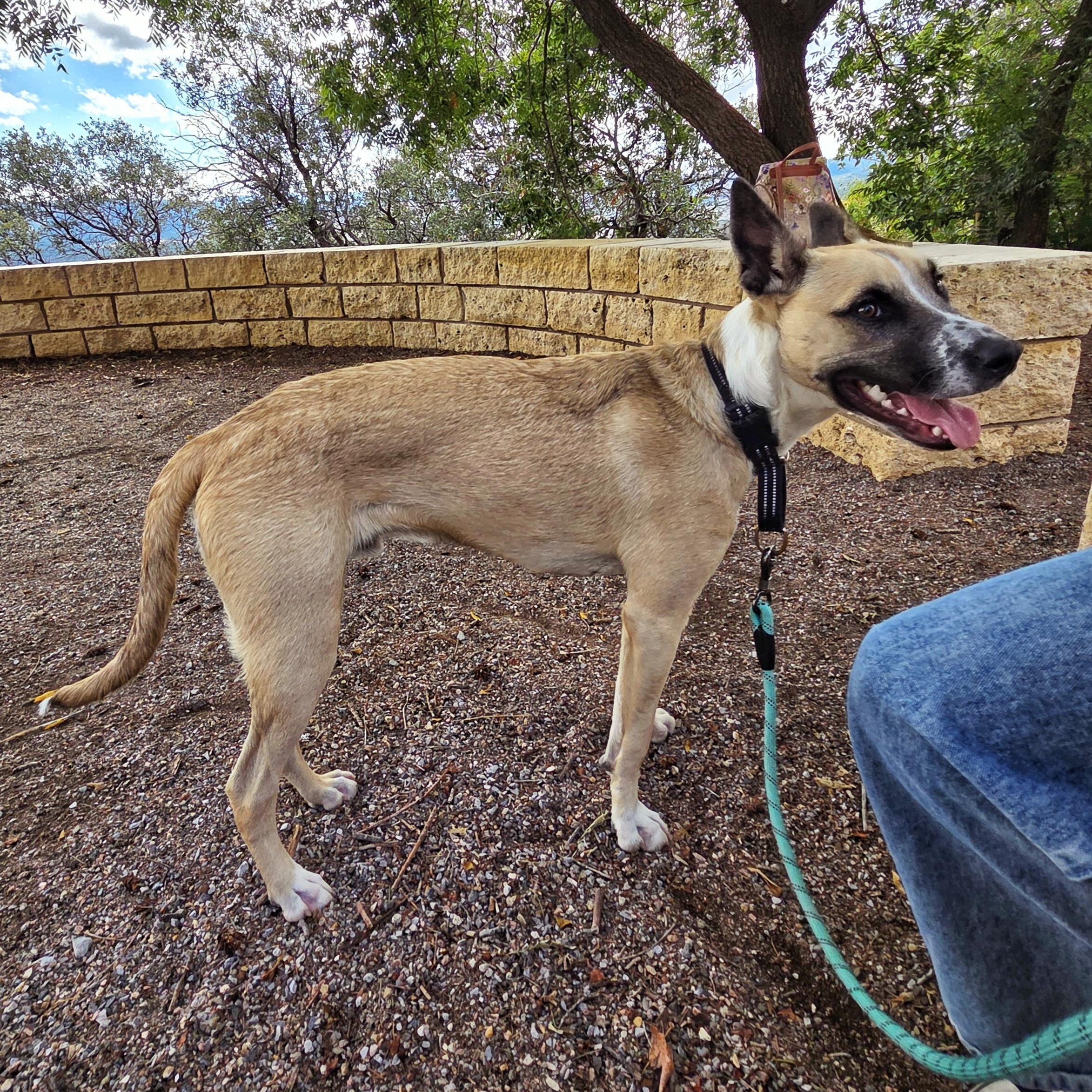 Roady, a Adoptable mixed breed image 1/6