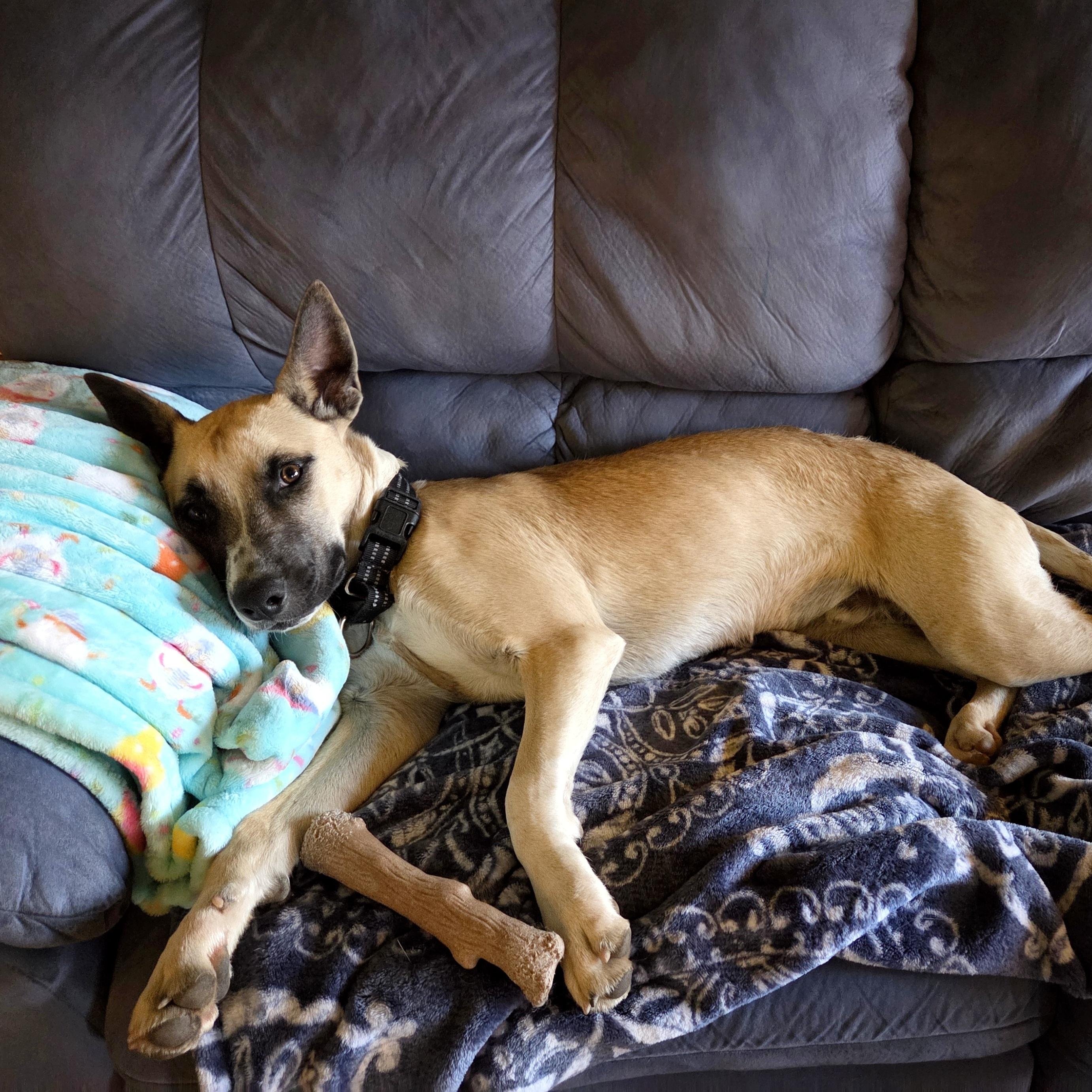 Roady, Adoptable, Young Male Shepherd.