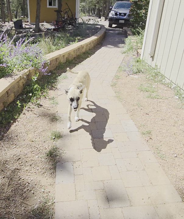 Enlarge Roady, a Adoptable mixed breed video 5/6