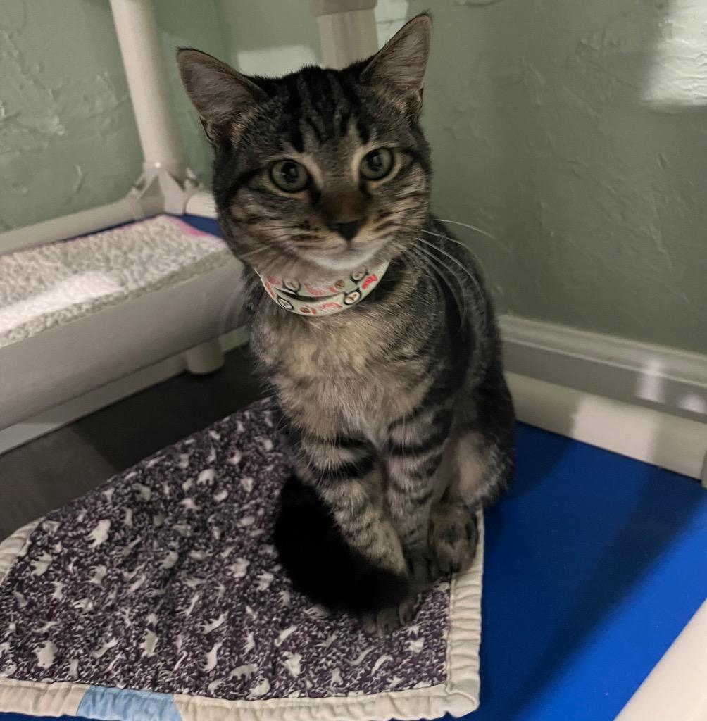 Julianne, Adoptable, Young Female Domestic Short Hair.