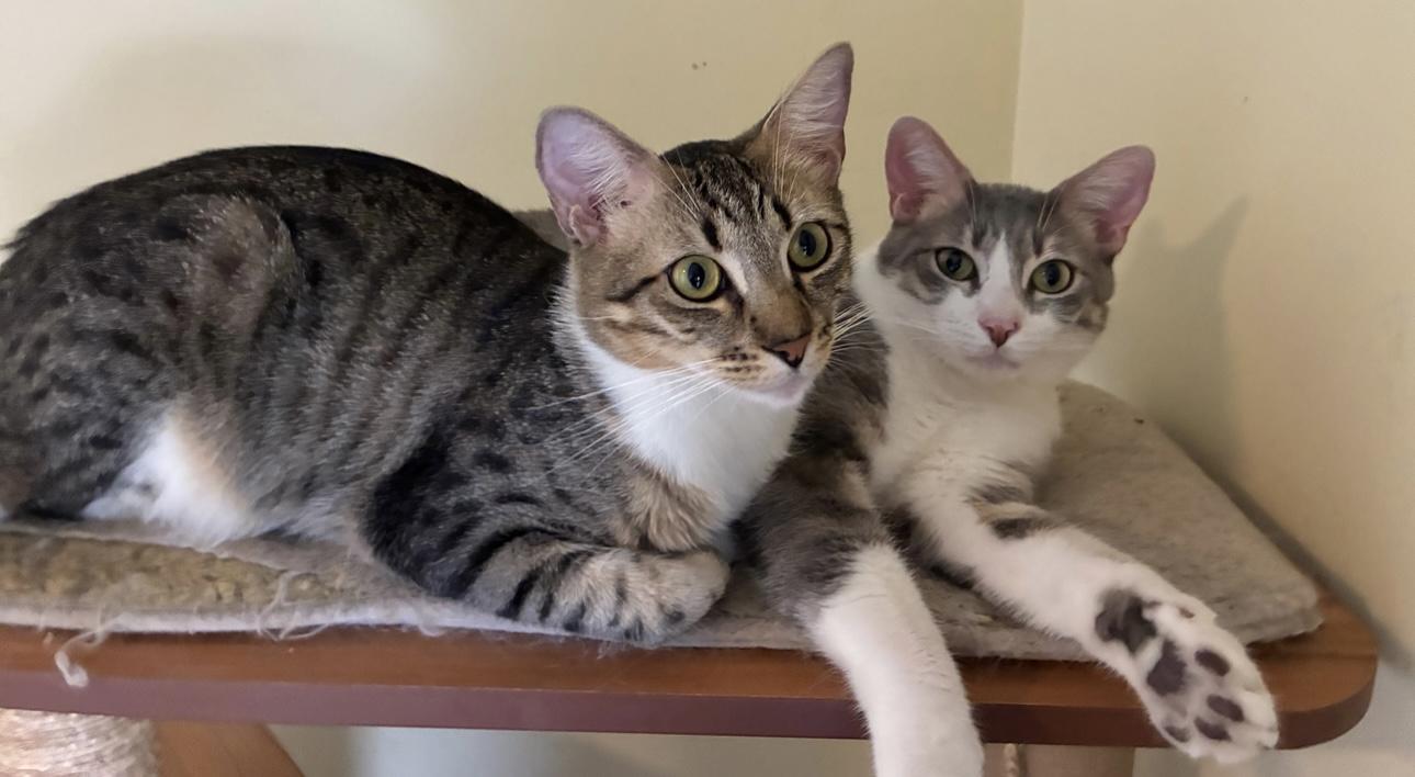 Clawliflower (bonded to Catalope) 2